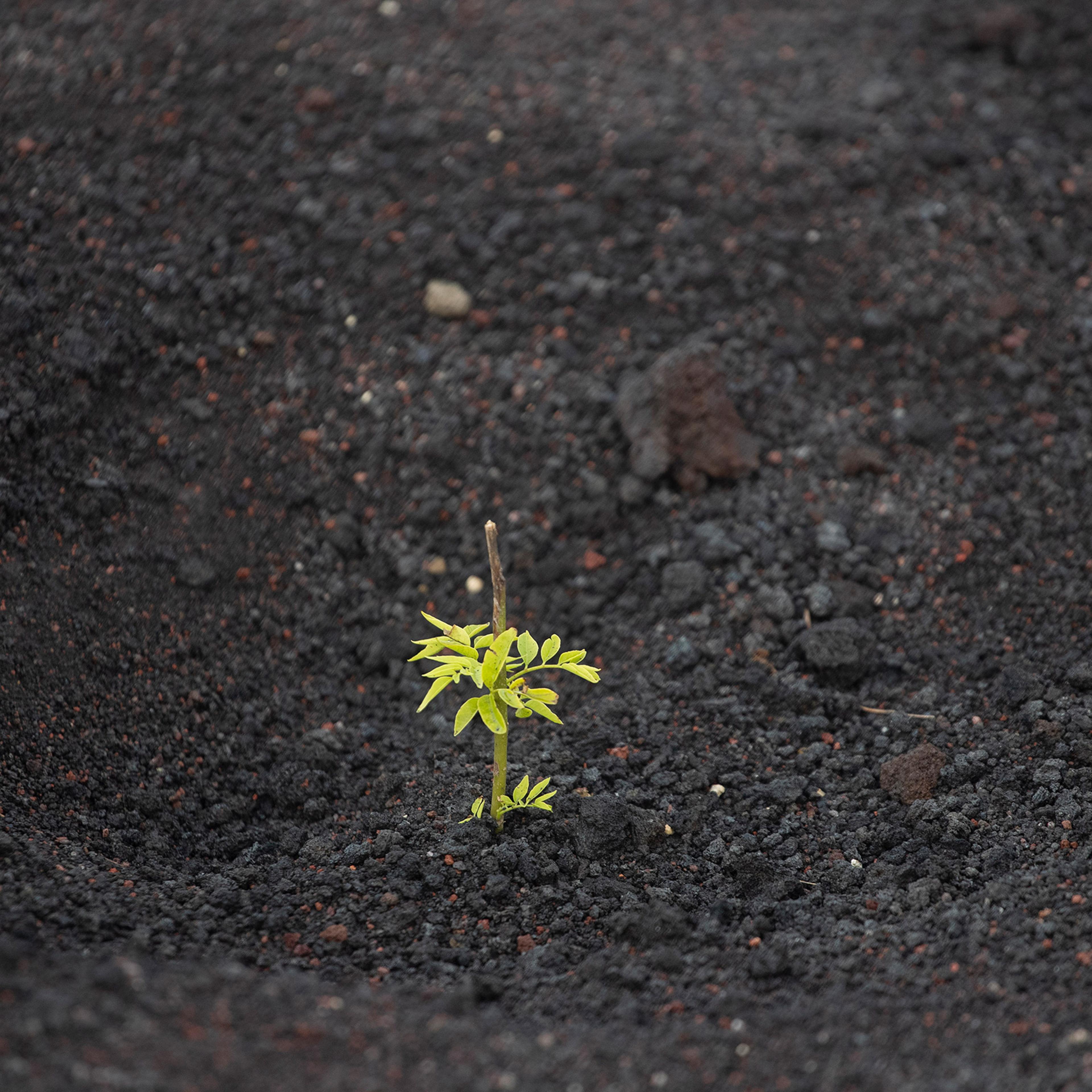 An oak seedling is planted near the Pacaya Volcano as part of a reforestation plan in Escuintla, Guatemala, Oct. 27, 2020.