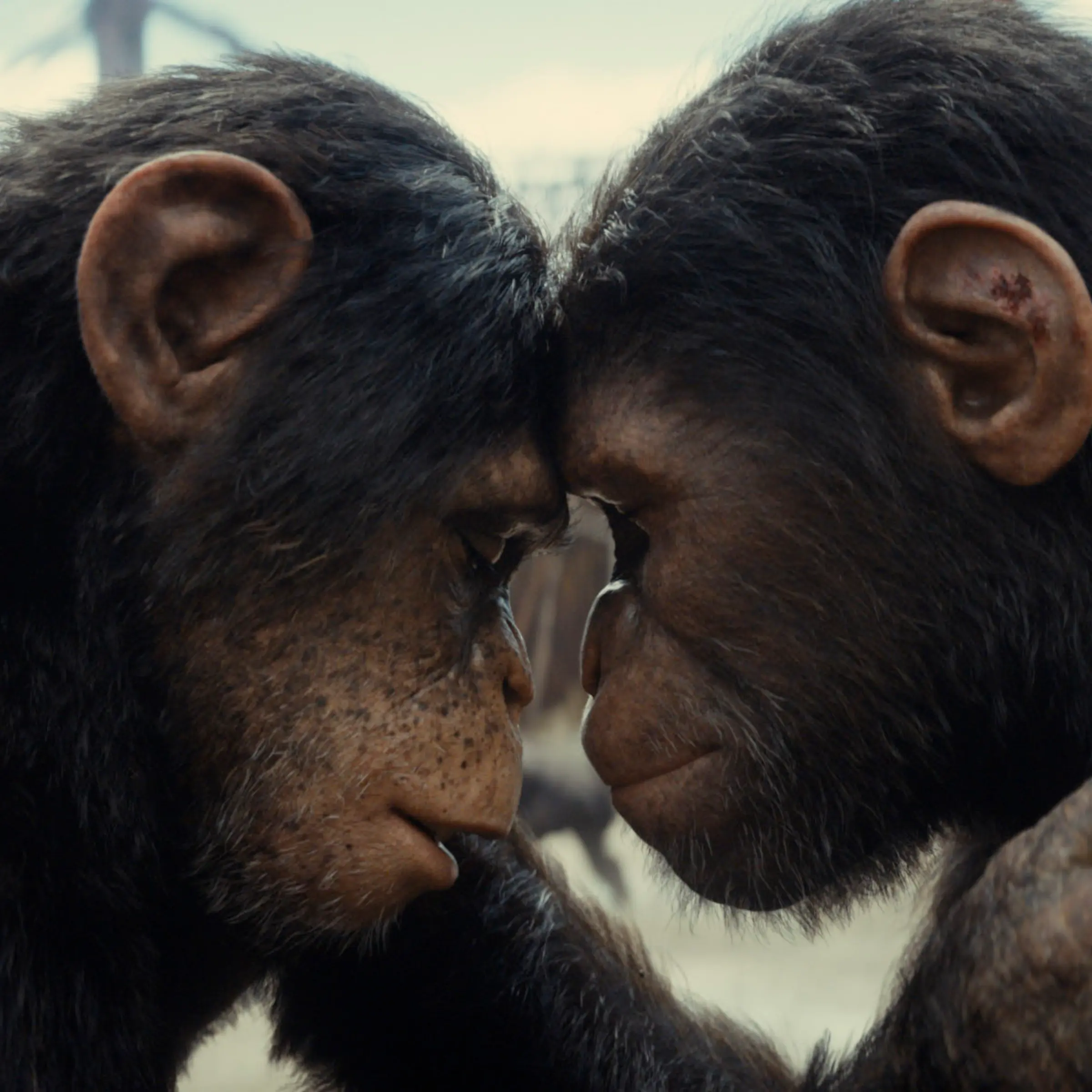 KINGDOM OF THE PLANET OF THE APES