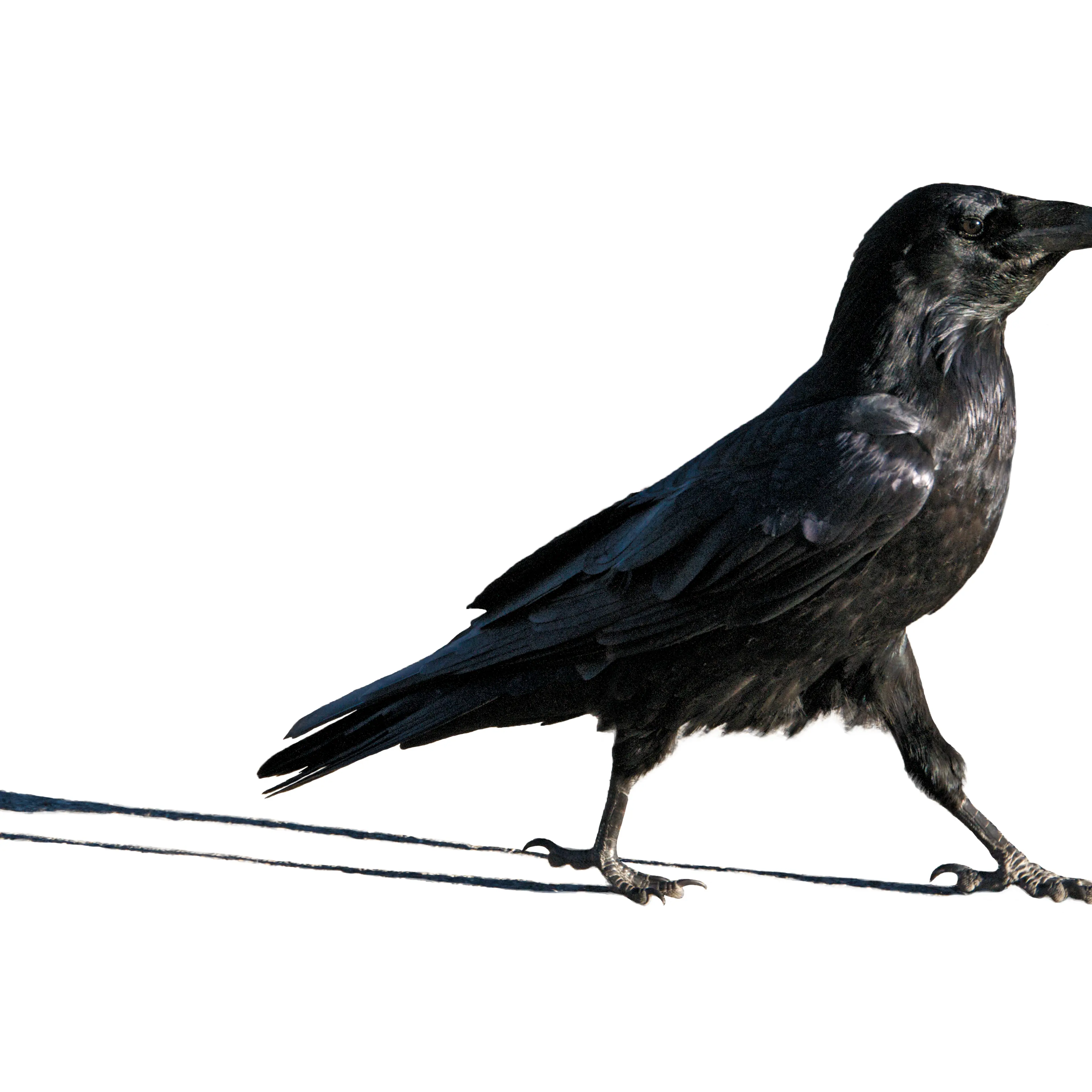 Stride on: this brainiac bird has a right to strut