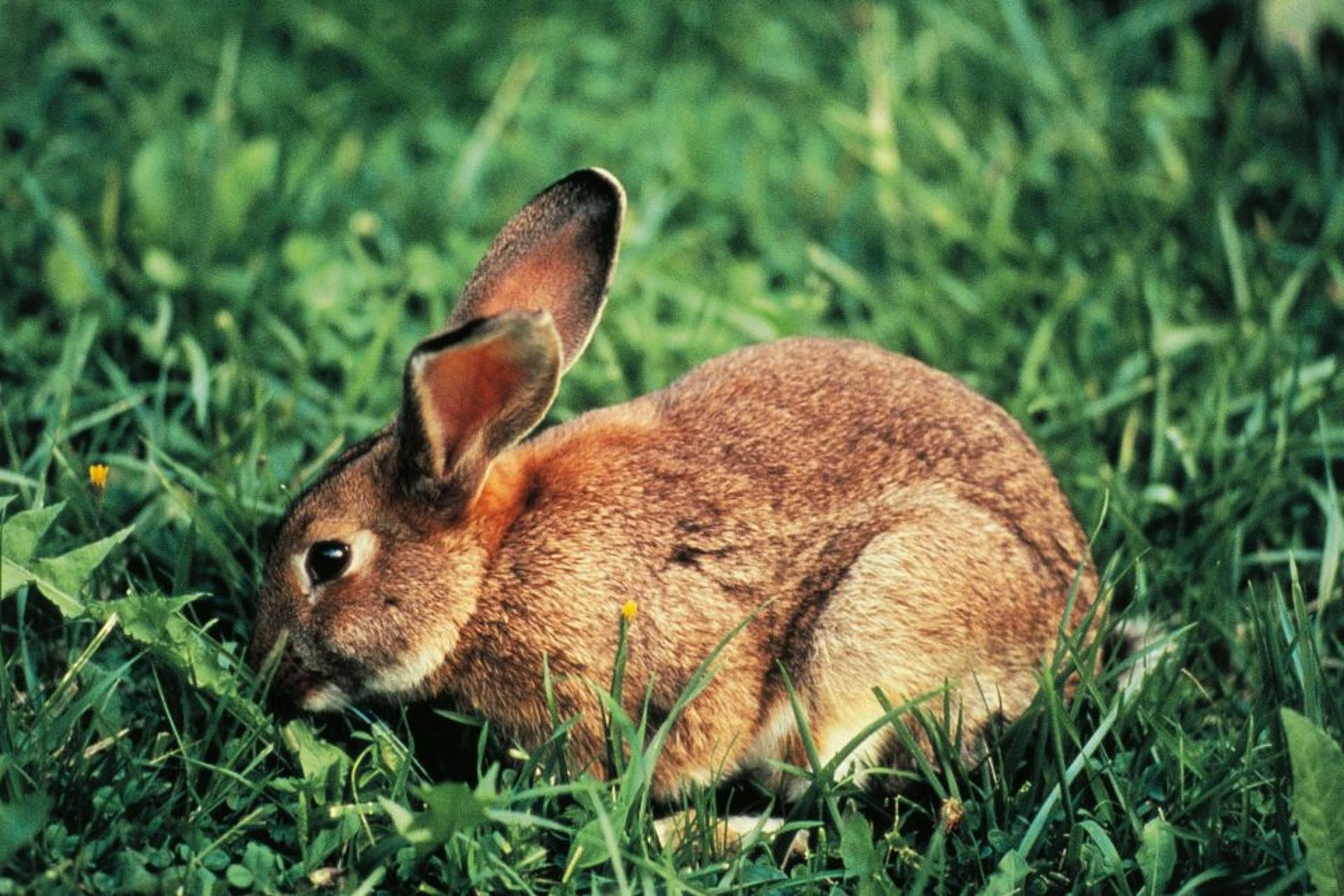 Rabbits Invasive Game How Furry Pet Rabbits Can Become Invasive Feral Pests