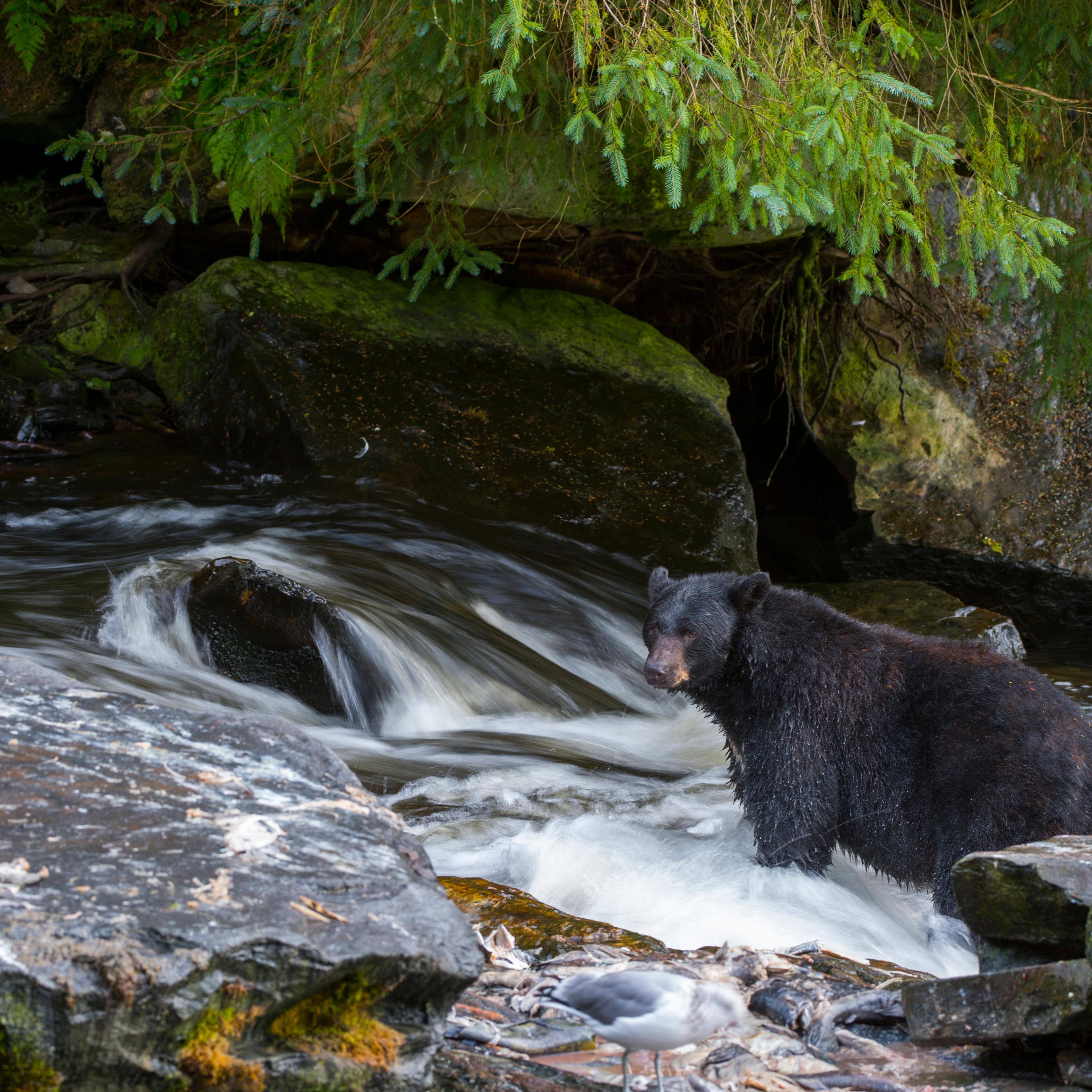 American black bear (Ursus americanus) looking for salmon at