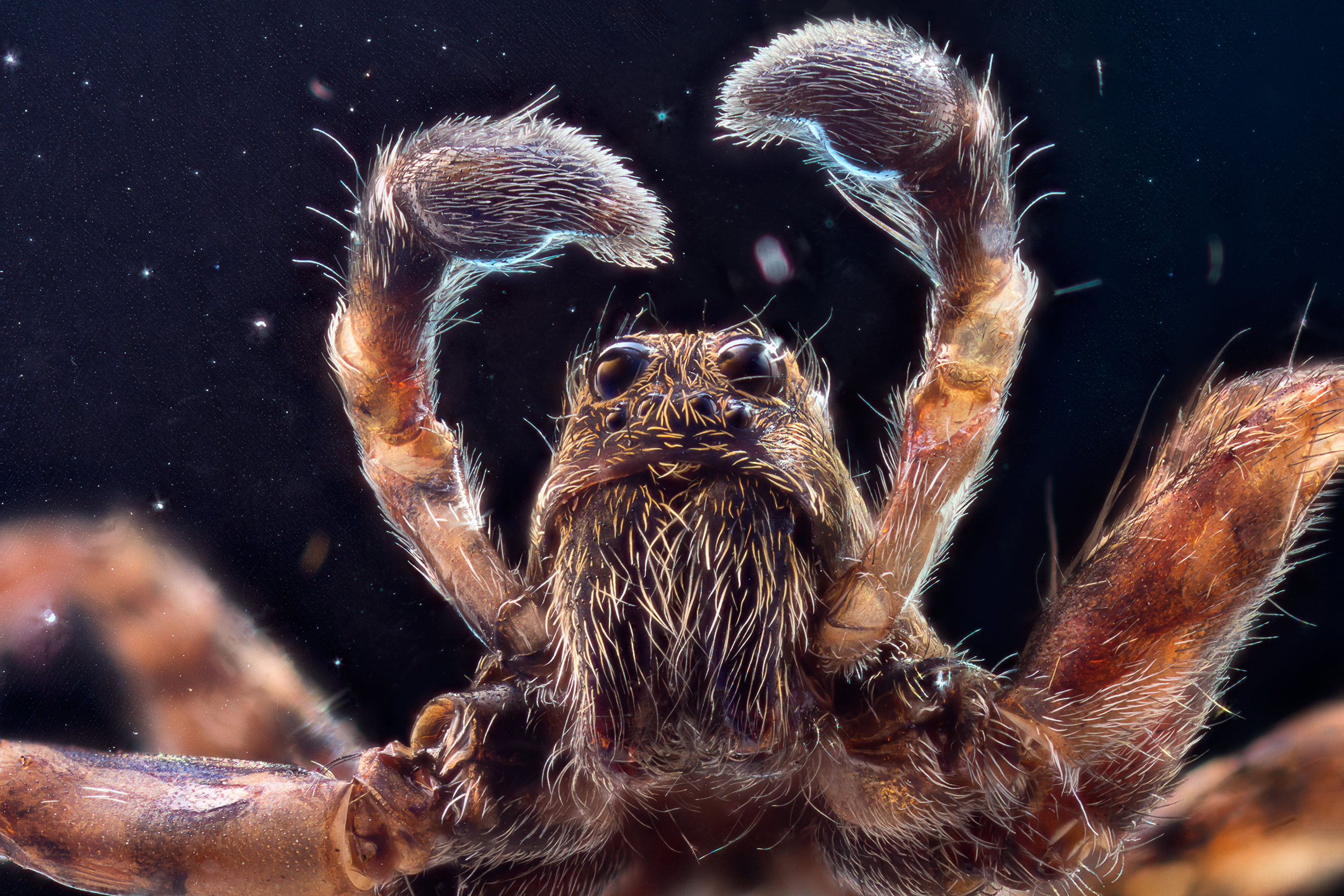 Macro photos of insects, Moscow, Russia - Mar 2016