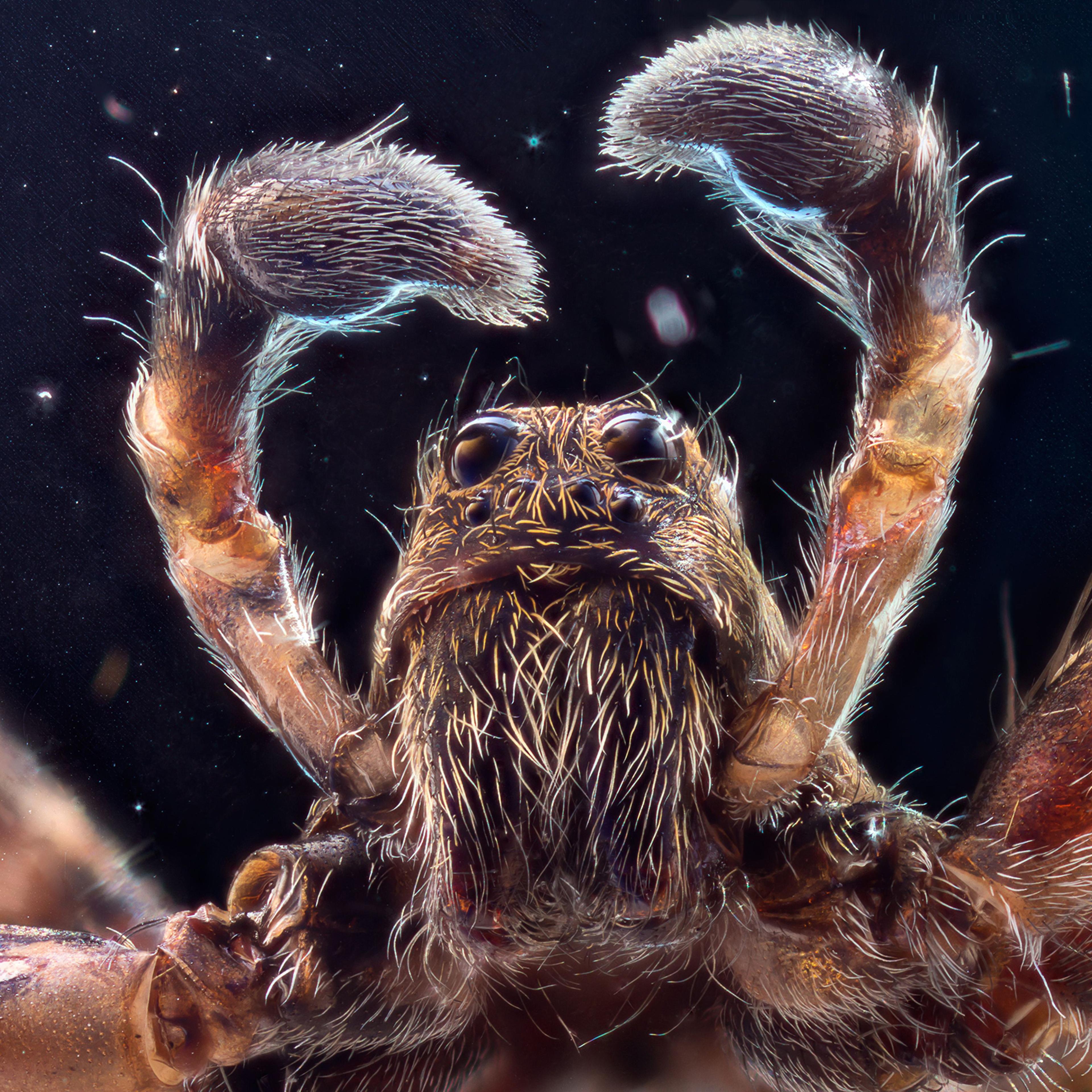 Macro photos of insects, Moscow, Russia - Mar 2016