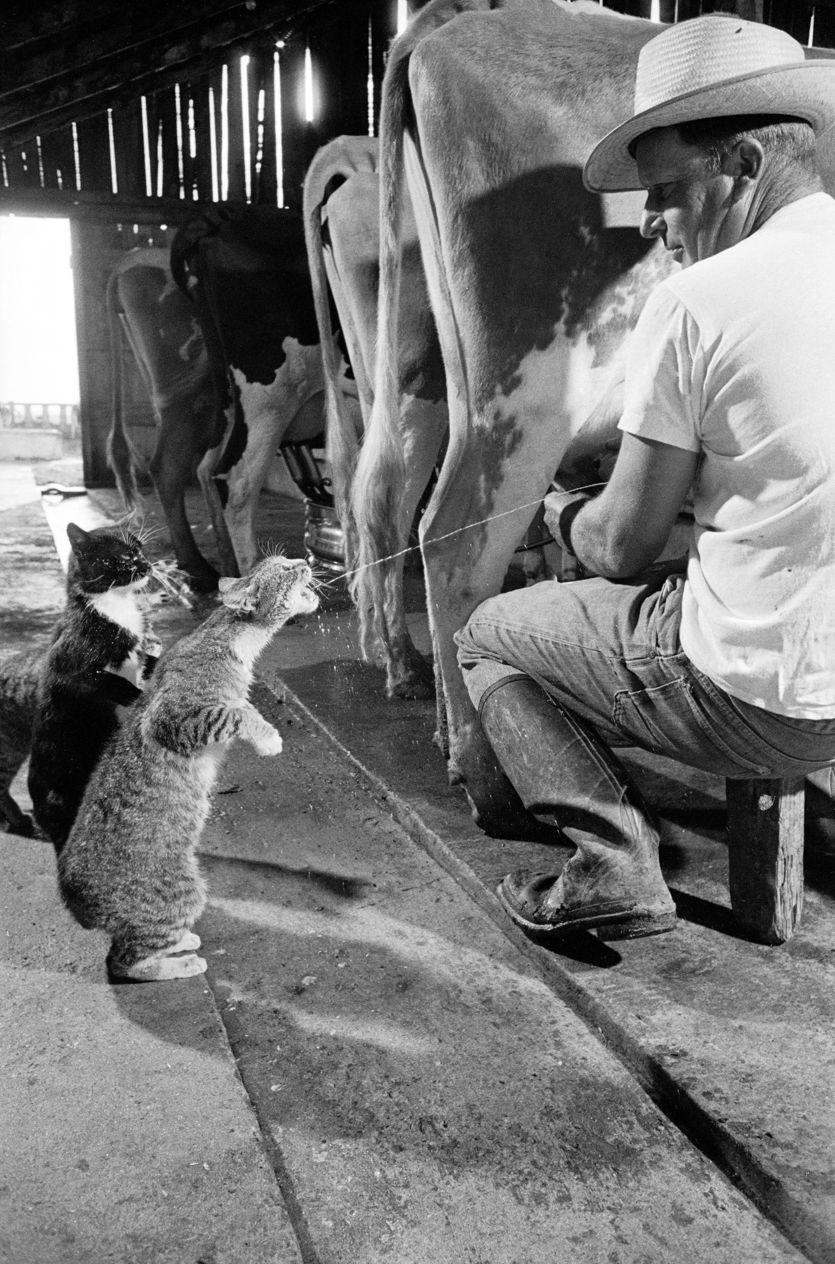 Brownie gets the milk as Blackie looks on and waits his turn.