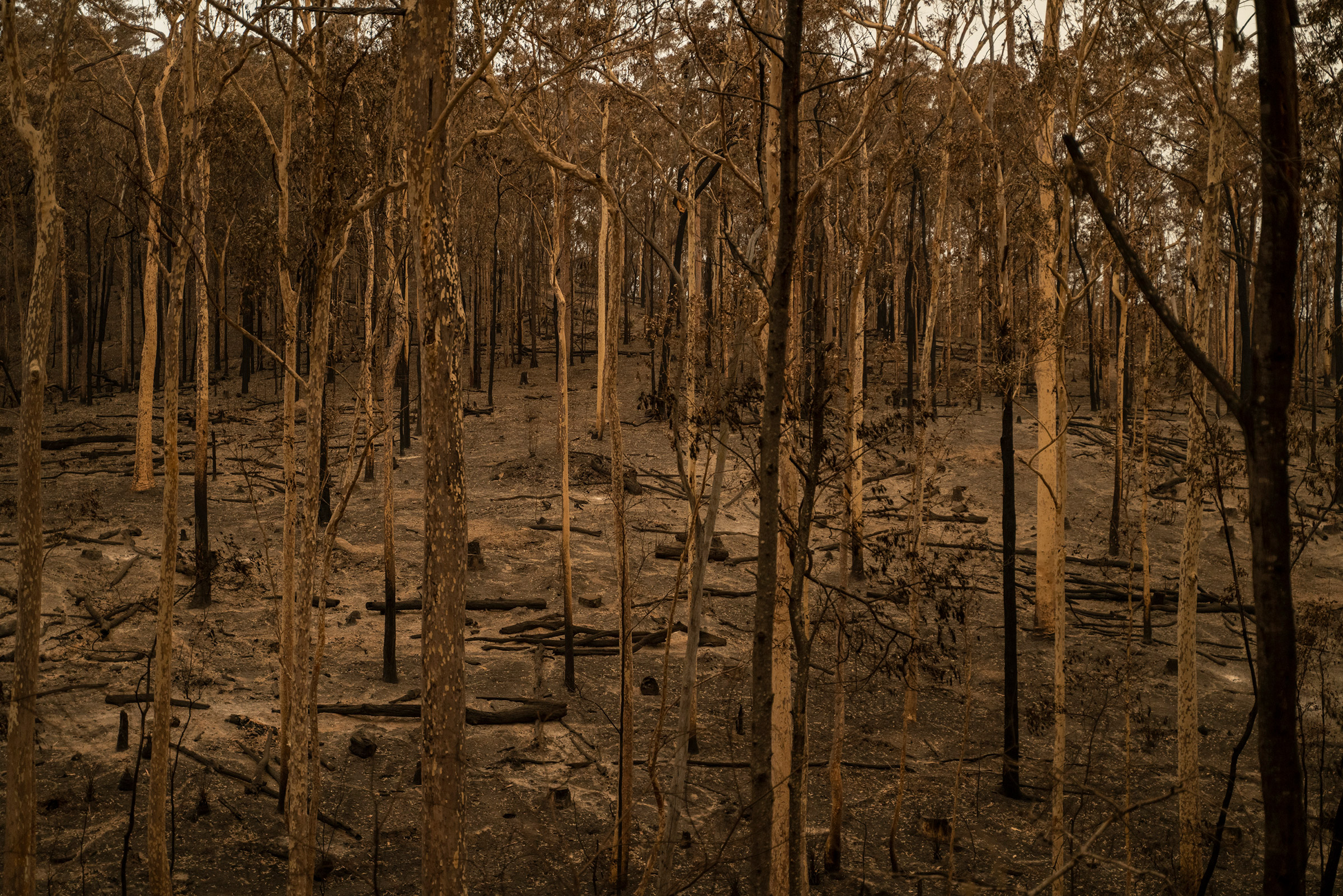 Burnt trees in Mogo State Forest in New South Wales, Australia, on Jan. 5