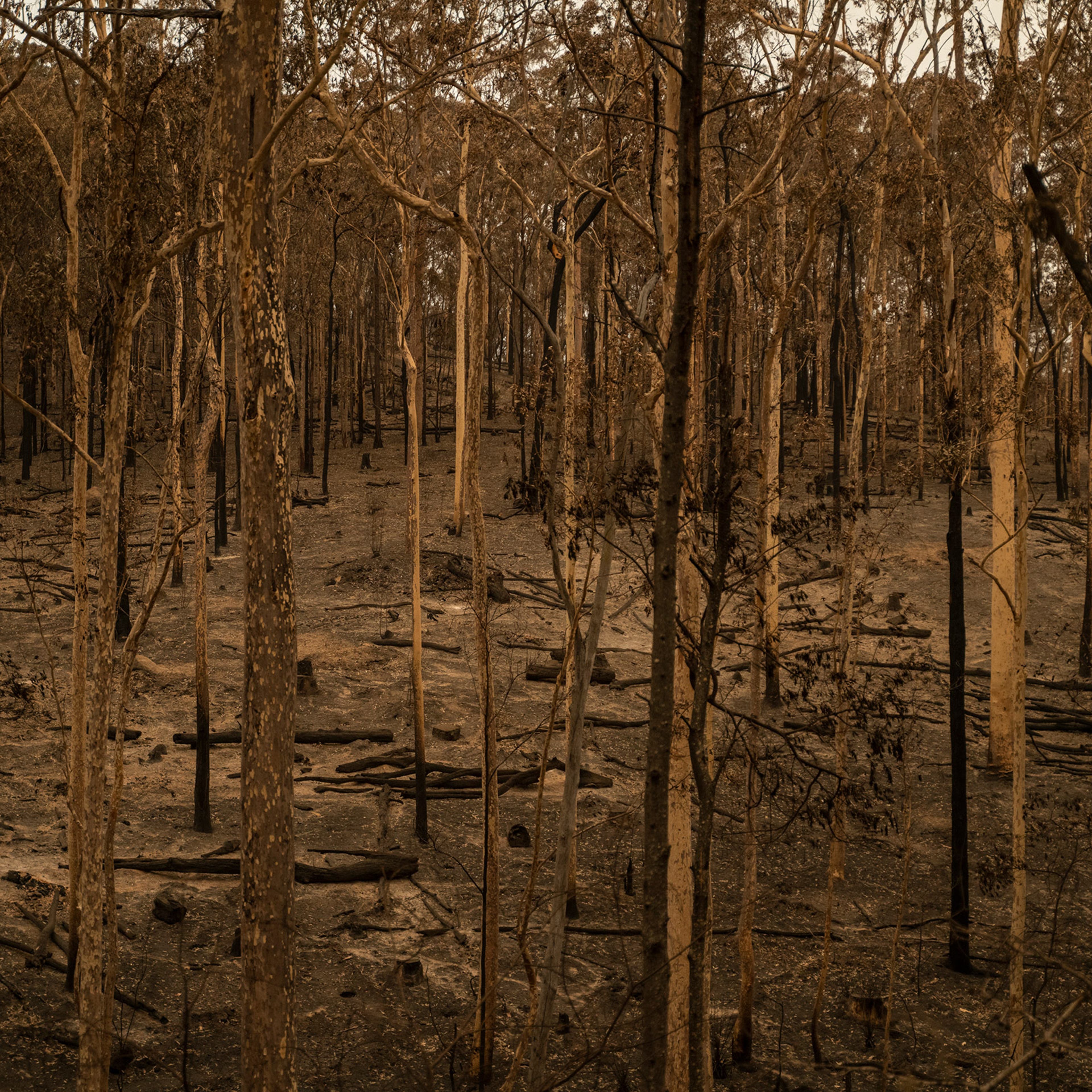 Burnt trees in Mogo State Forest in New South Wales, Australia, on Jan. 5