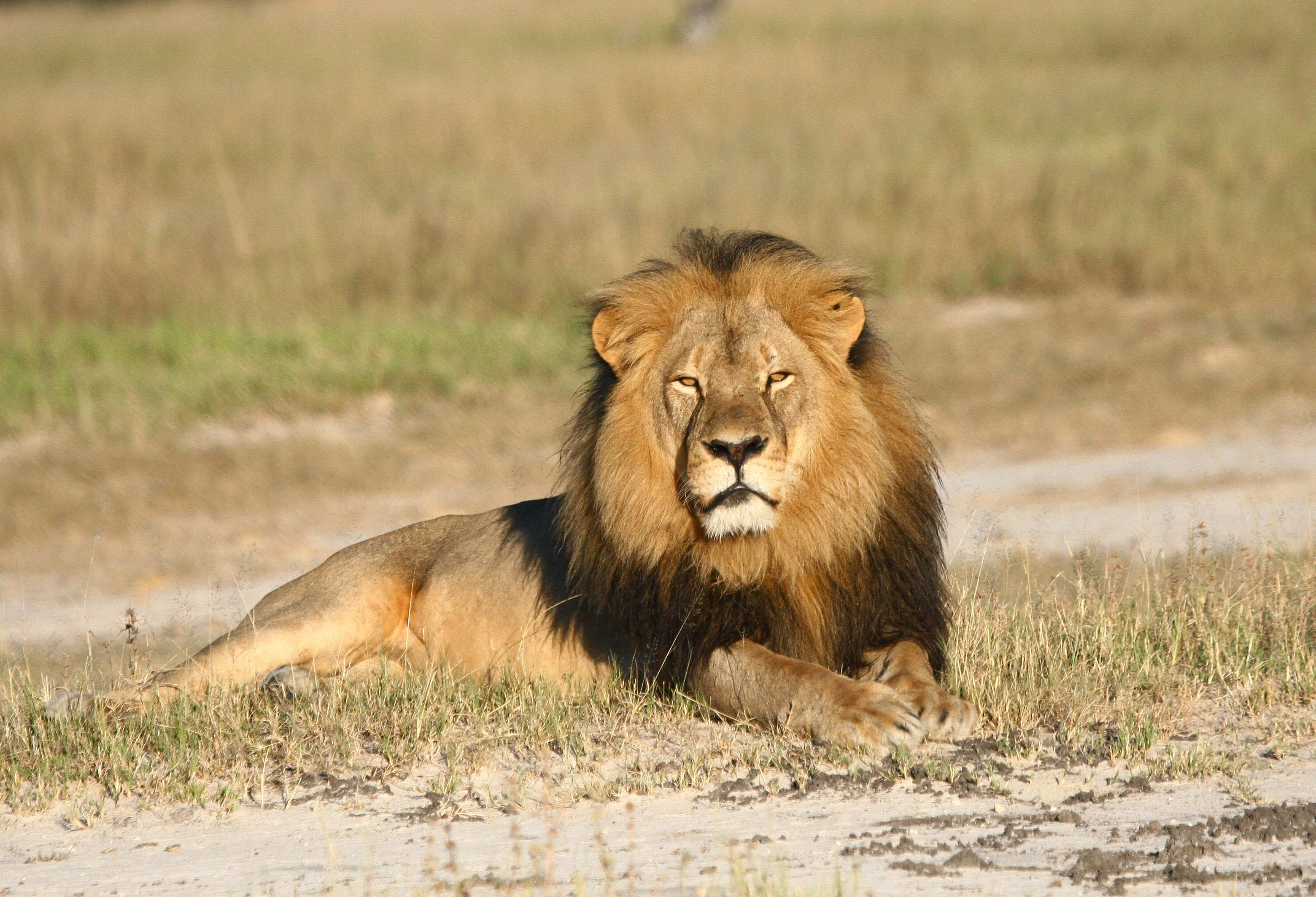 Zimbabwe Lion Killed cecil