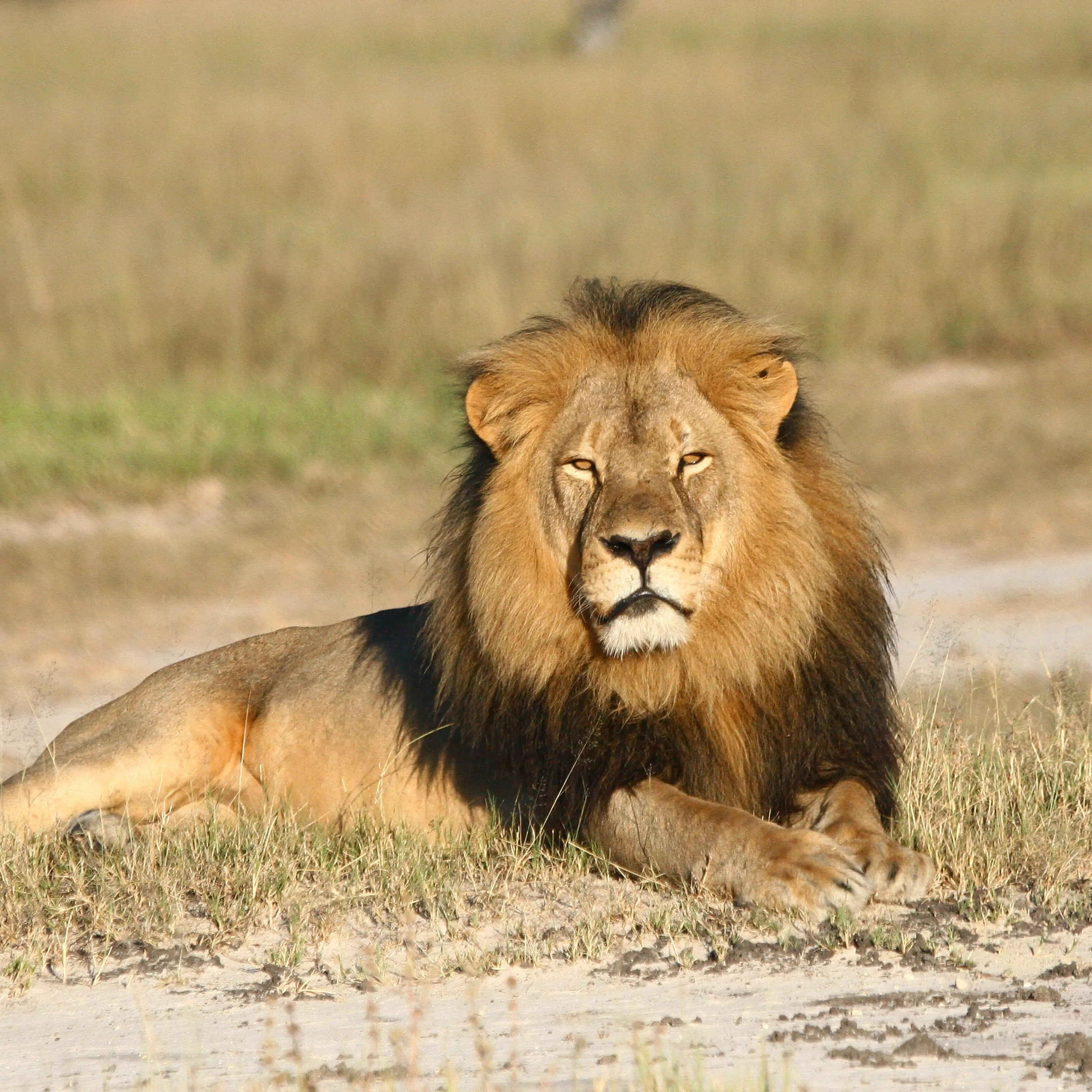 Zimbabwe Lion Killed cecil
