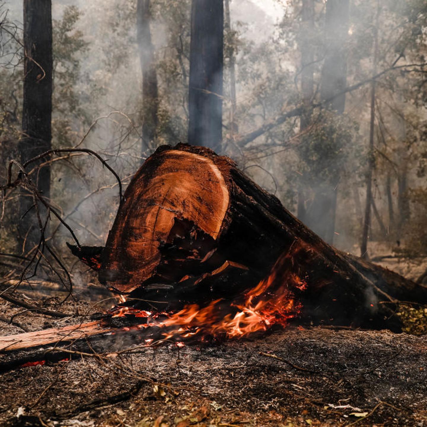 redwoods big basin california fires