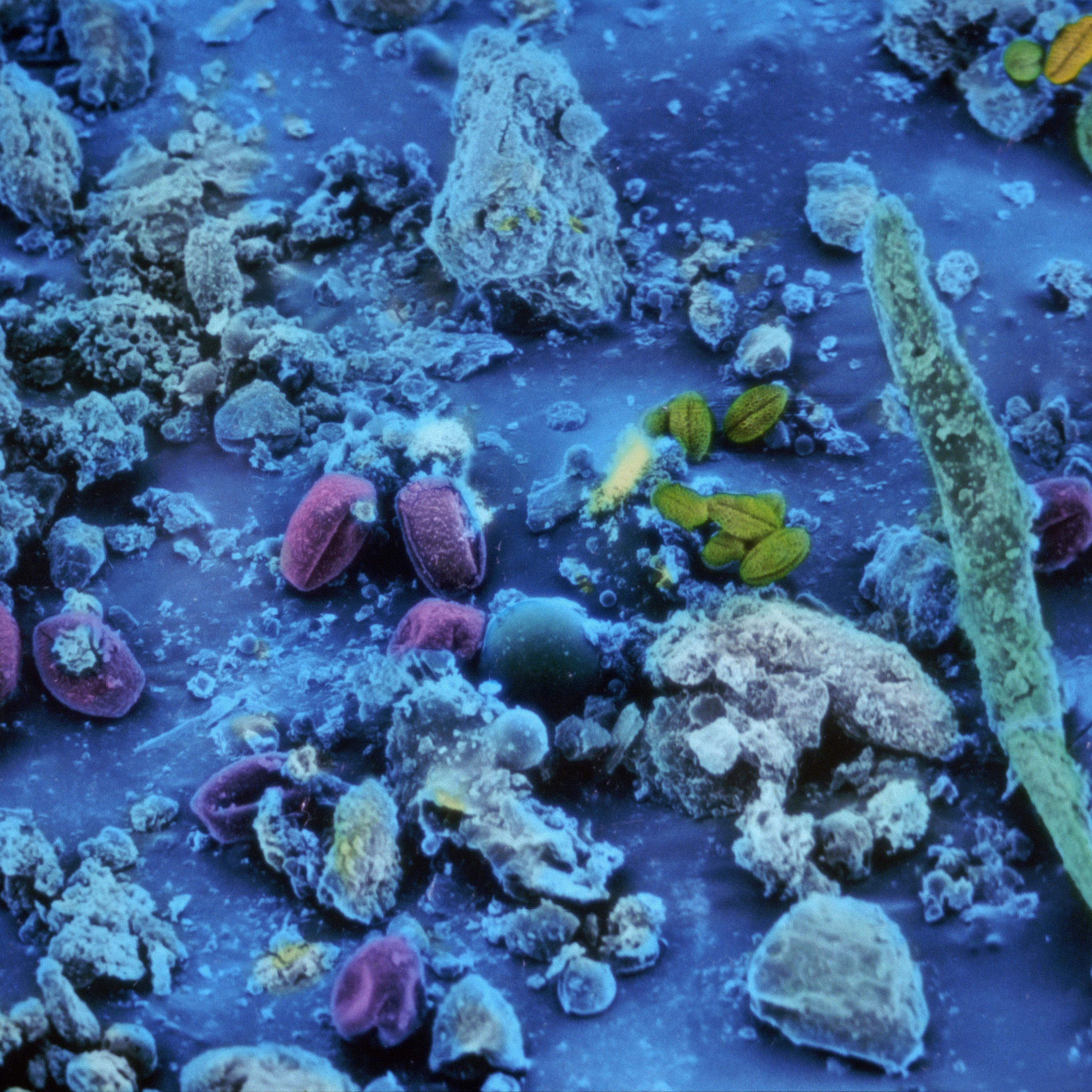 dust microbes dna