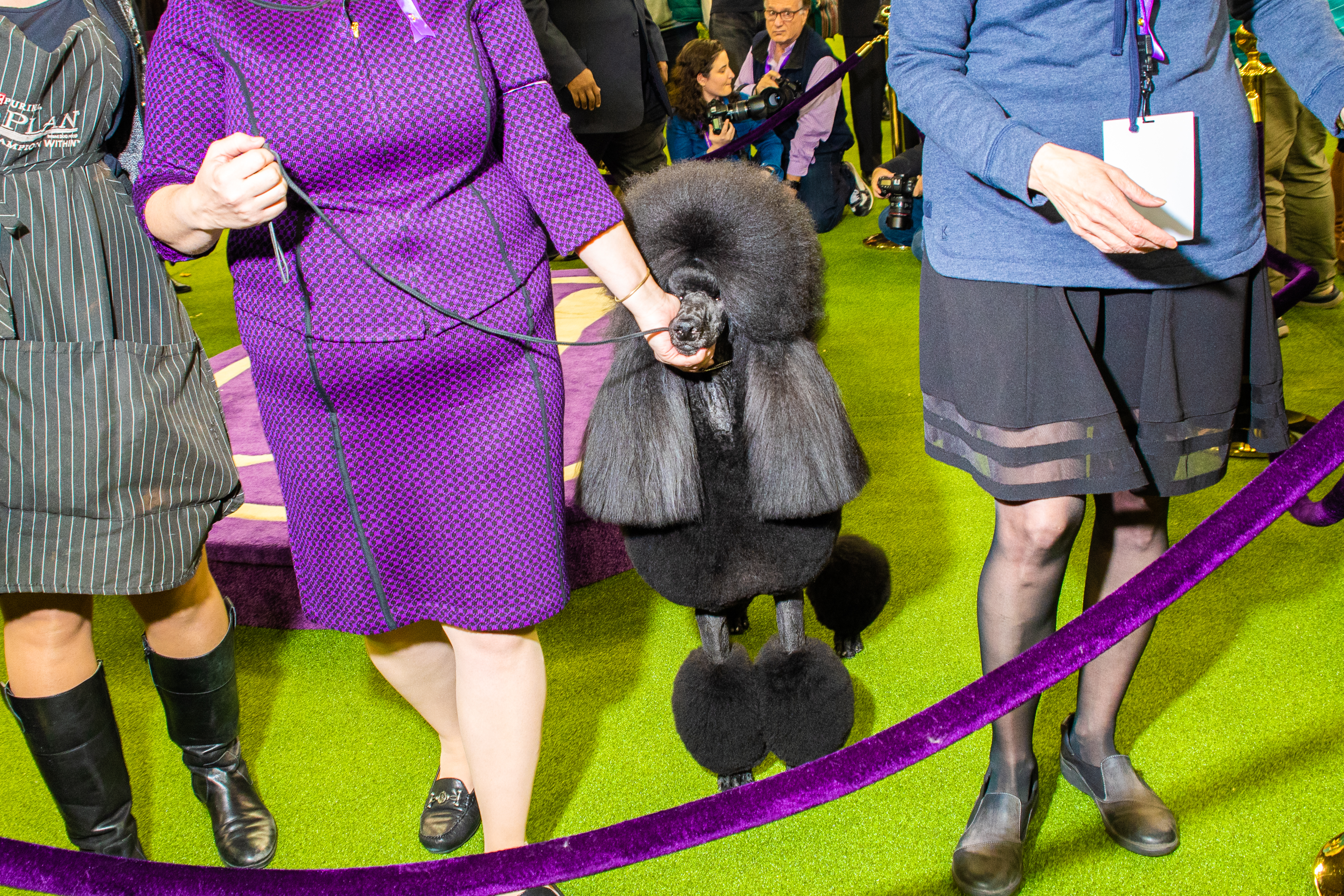 Siba, a standard poodle, wins the 2020 Westminster Kennel Club Dog Show in New York City