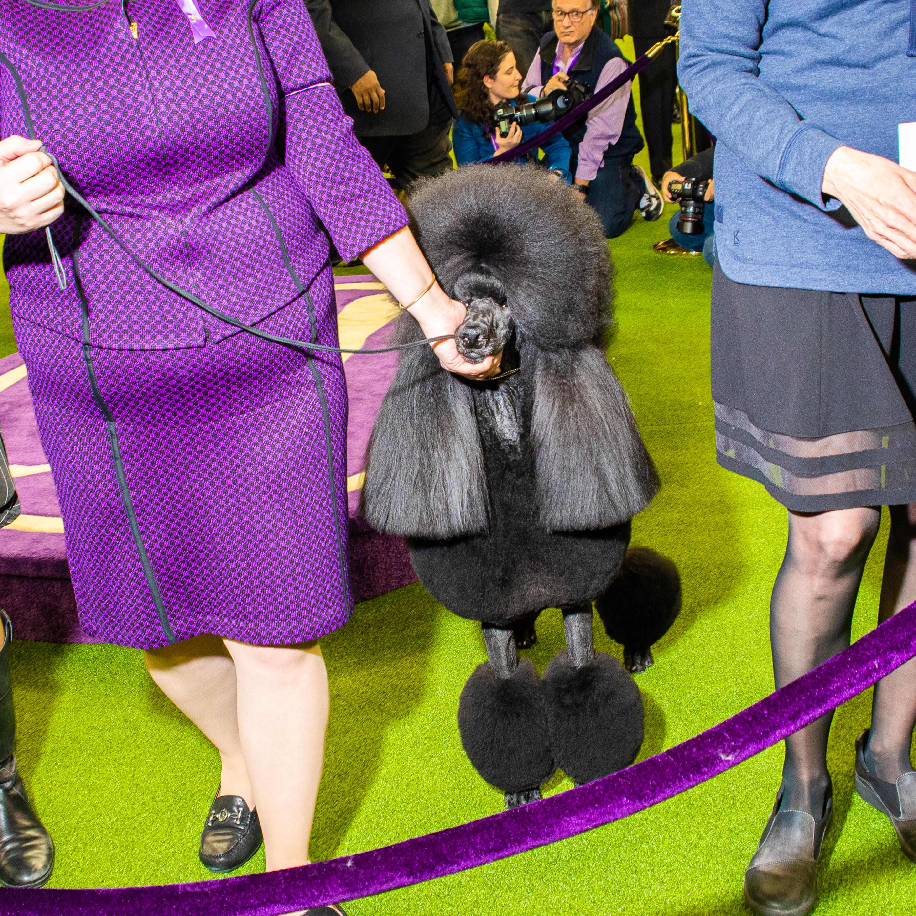 Siba, a standard poodle, wins the 2020 Westminster Kennel Club Dog Show in New York City