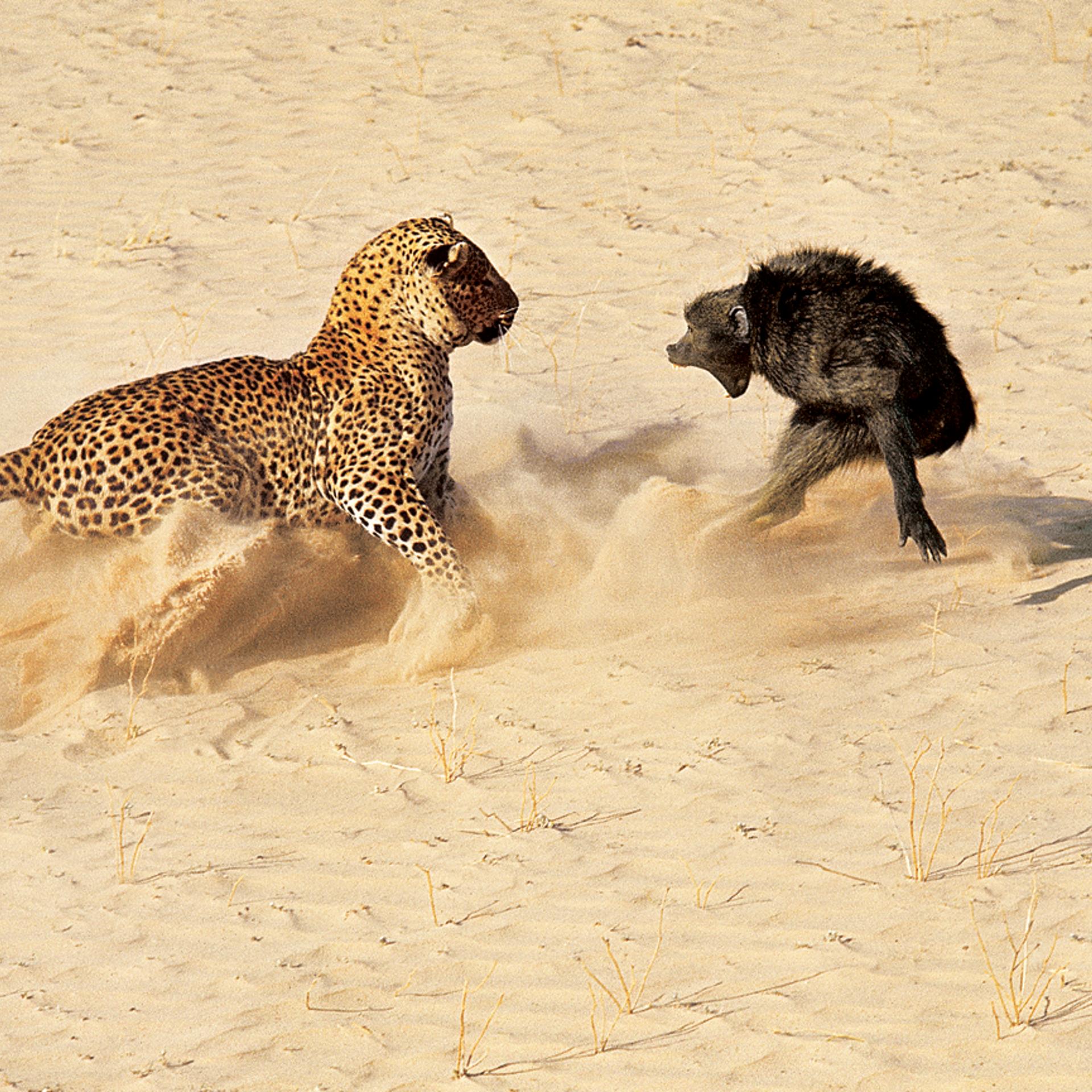 A leopard about to kill a baboon, Botswana, Africa, 1966.