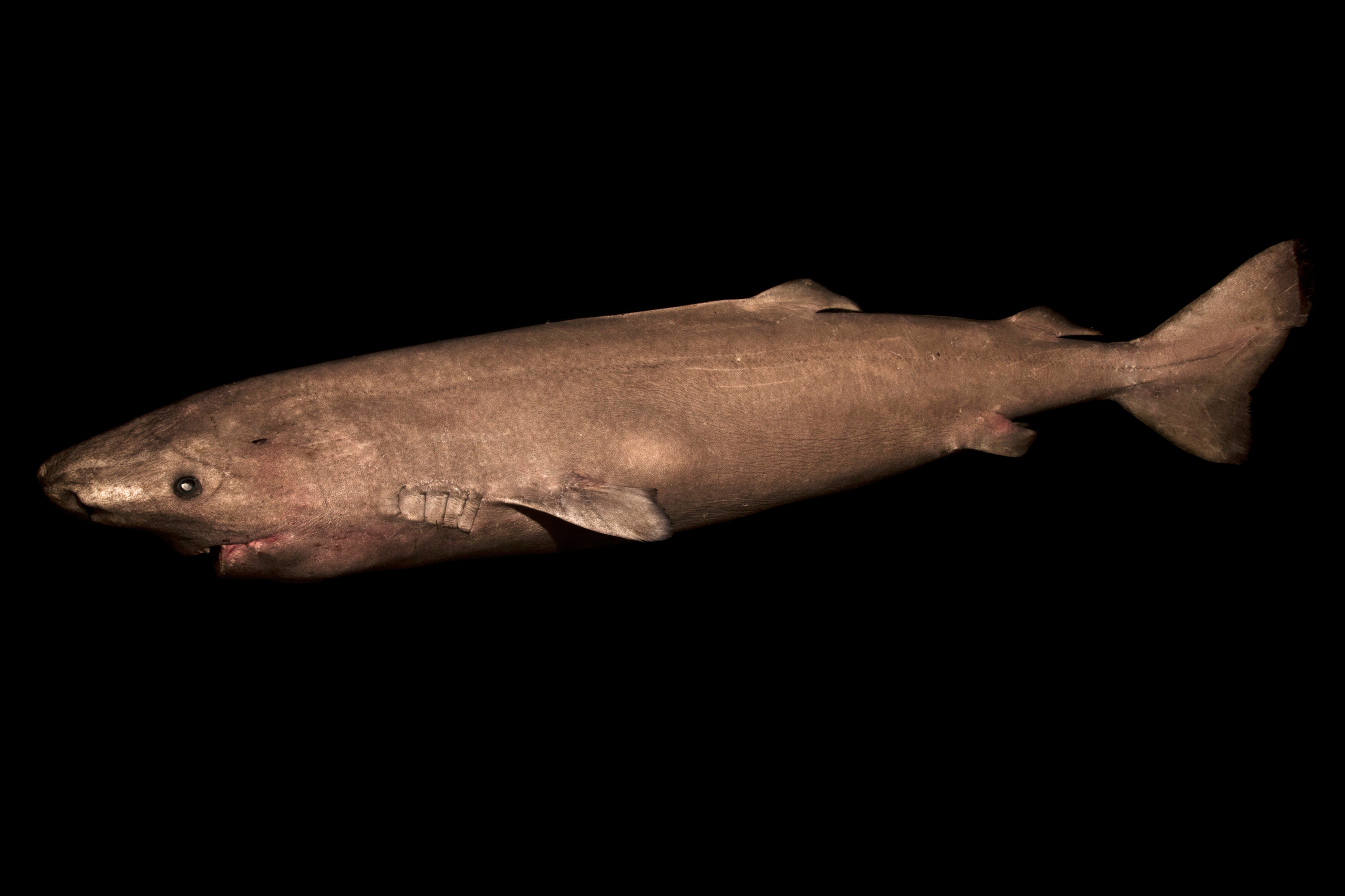 This undated photo made available by Julius Nielsen on Aug. 11, 2016 shows a two-meter-long Greenland shark female from southwestern Greenland. In a report released Thursday, Aug. 11, 2016, scientists calculate this species of shark is Earth’s oldest liv