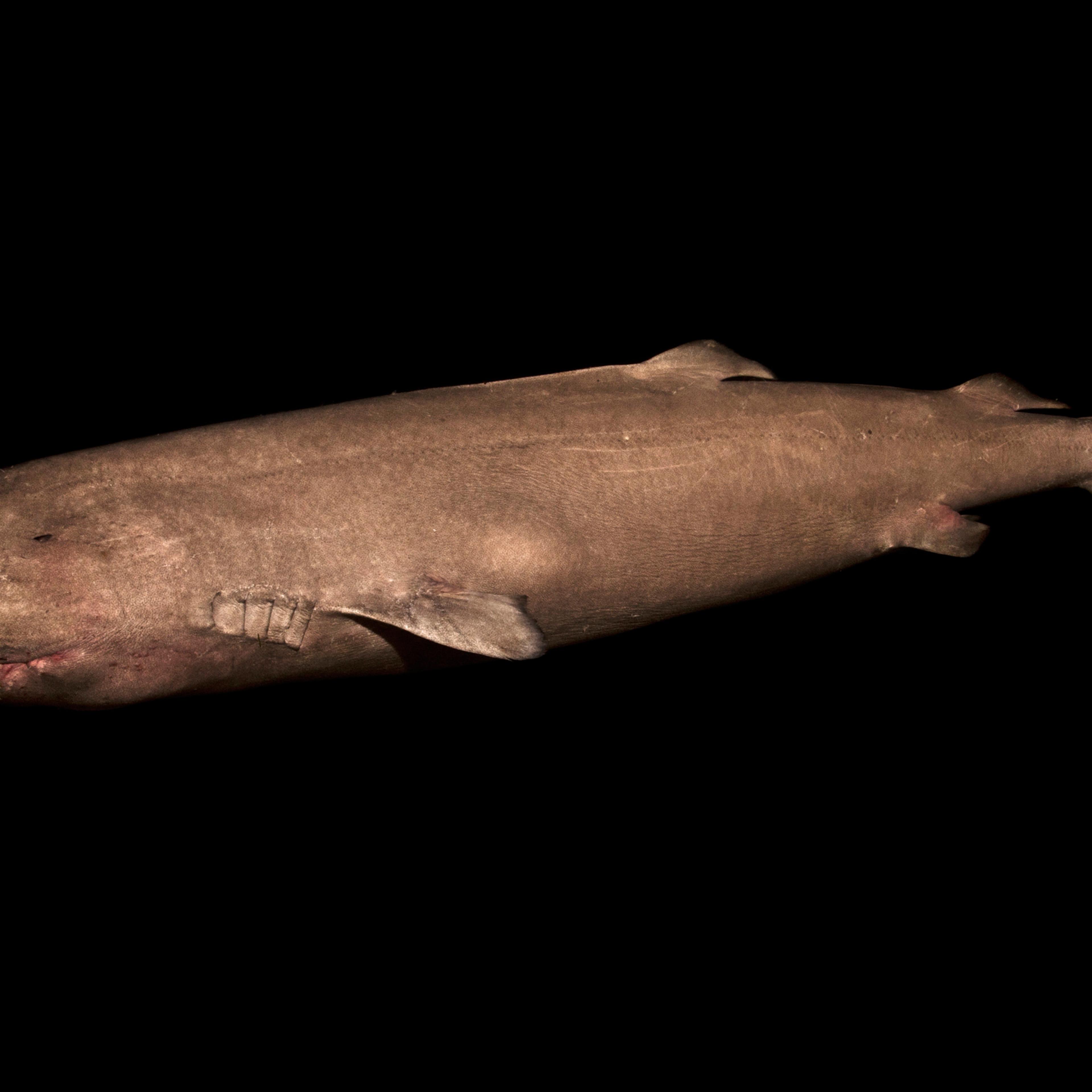 This undated photo made available by Julius Nielsen on Aug. 11, 2016 shows a two-meter-long Greenland shark female from southwestern Greenland. In a report released Thursday, Aug. 11, 2016, scientists calculate this species of shark is Earth’s oldest liv