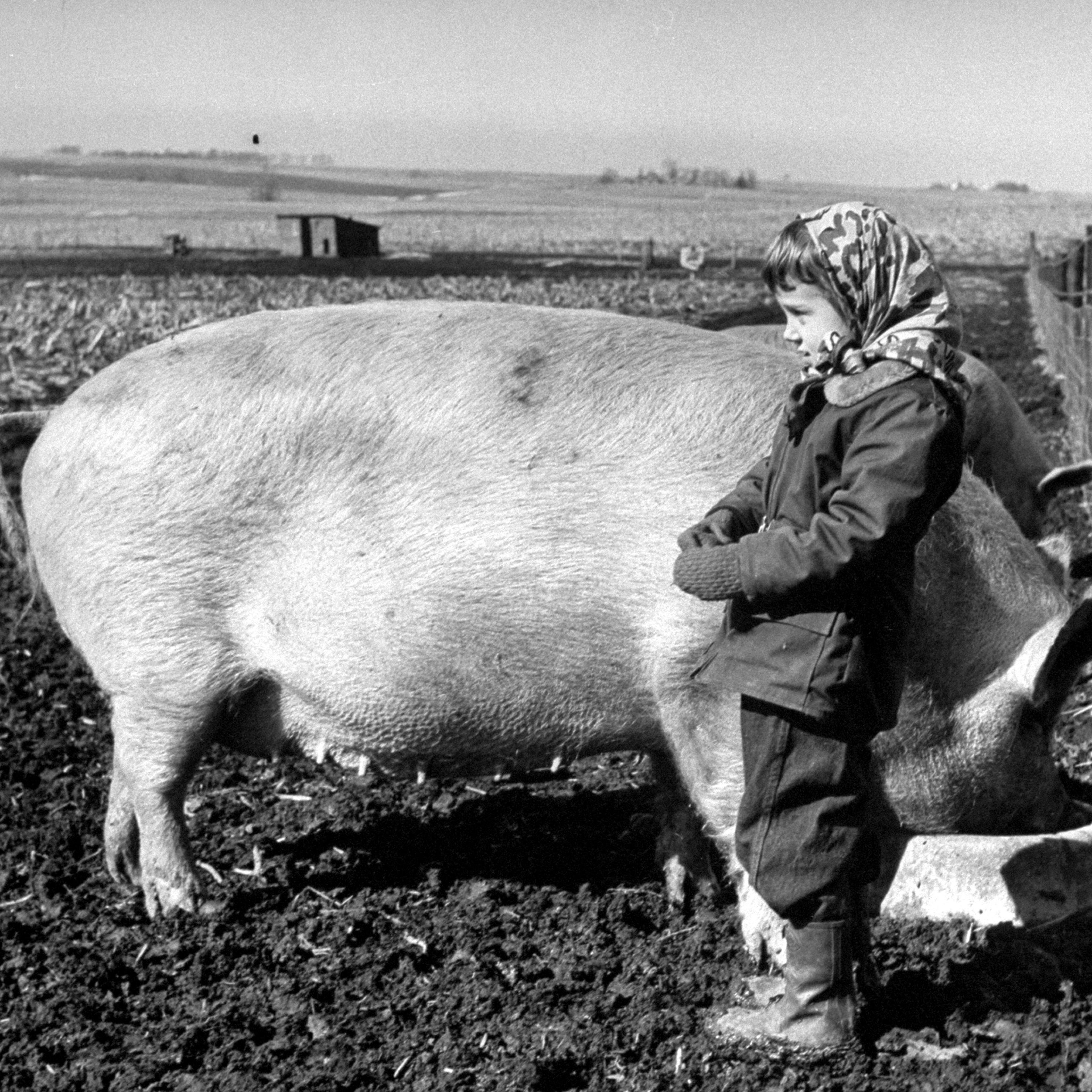 National Pig Day