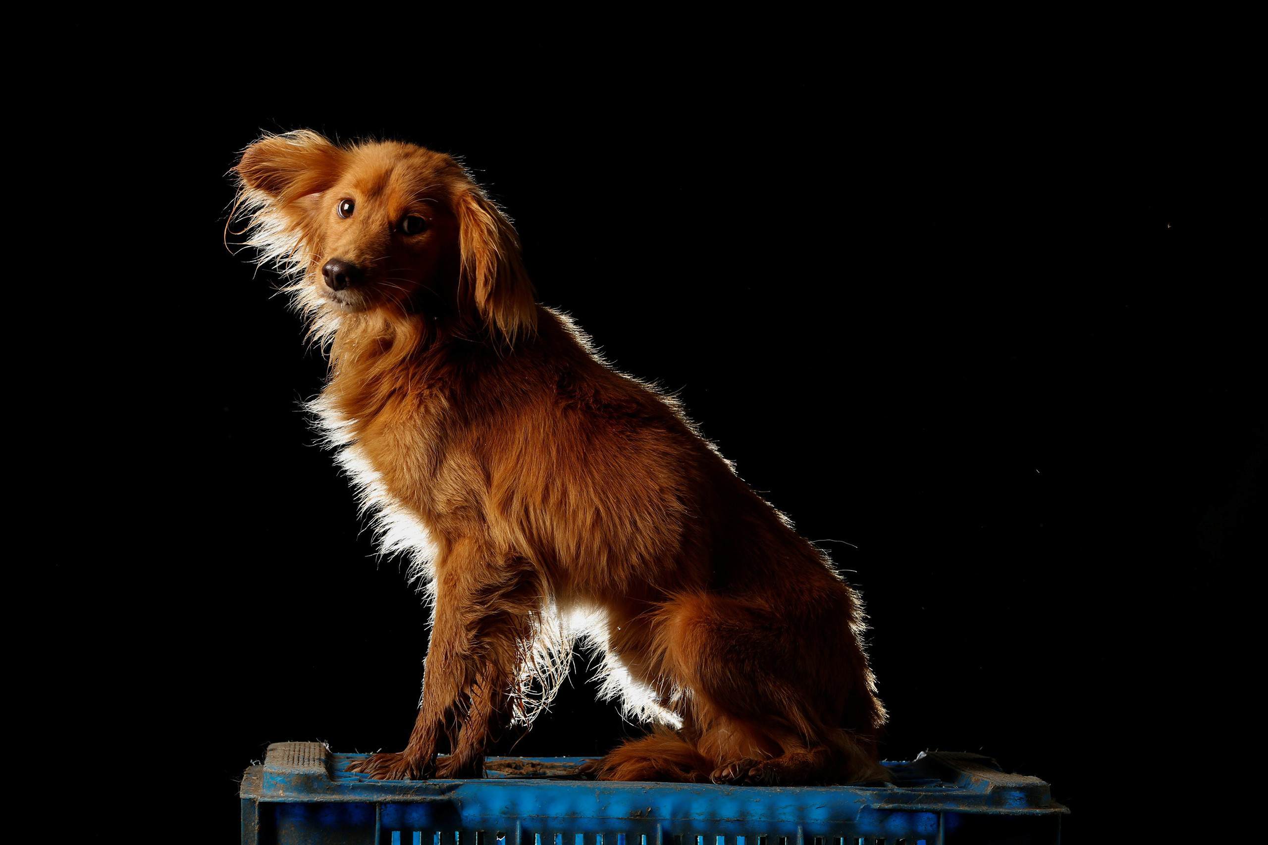 Duke is pictured at the Famproa dogs shelter in Los Teques, Venezuela Aug. 18, 2016. Duke was left tied outside the shelter about five months ago. "He did not have a bad temper, but the bigger dogs always attacked him," said Maria Silva who takes care of