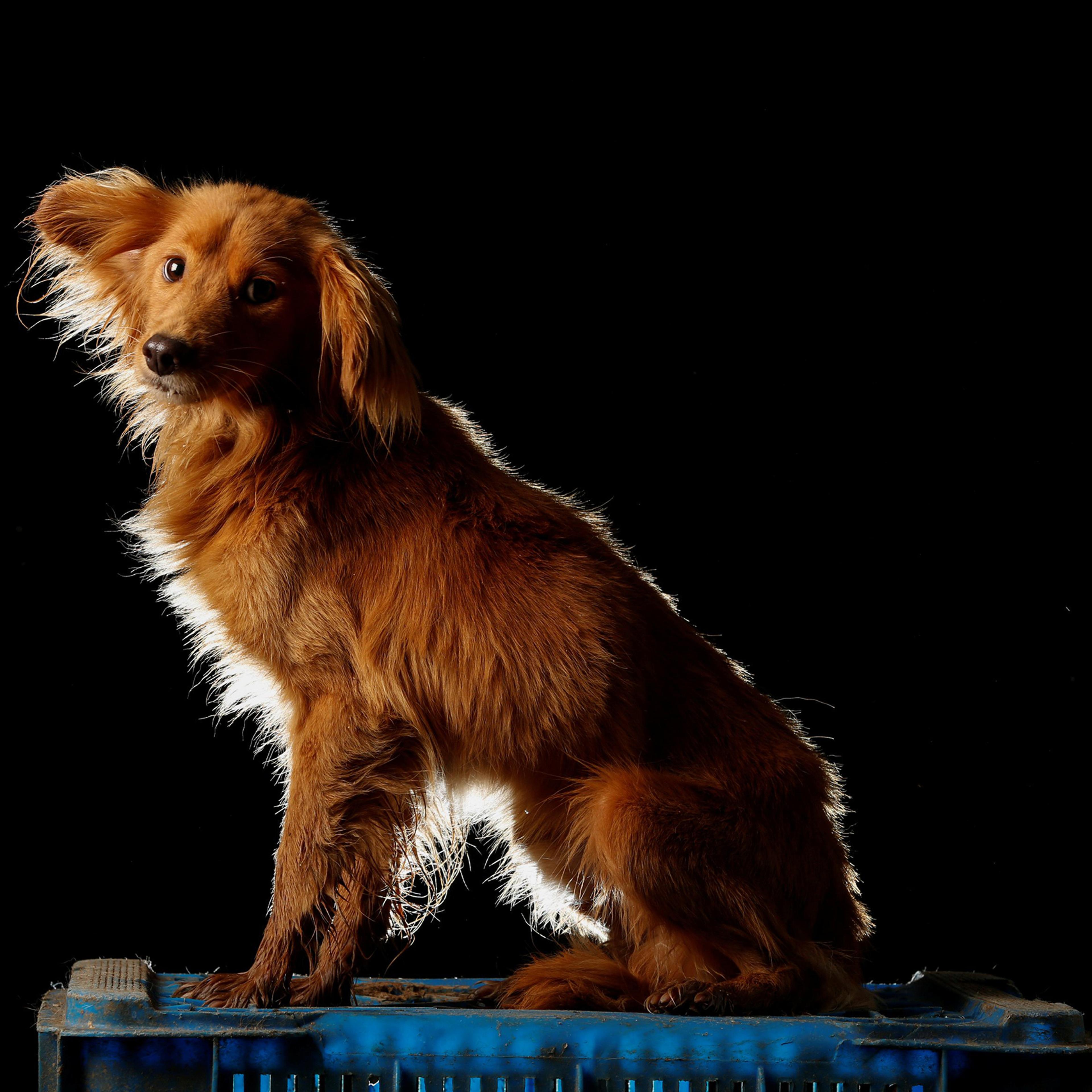 Duke is pictured at the Famproa dogs shelter in Los Teques, Venezuela Aug. 18, 2016. Duke was left tied outside the shelter about five months ago. "He did not have a bad temper, but the bigger dogs always attacked him," said Maria Silva who takes care of
