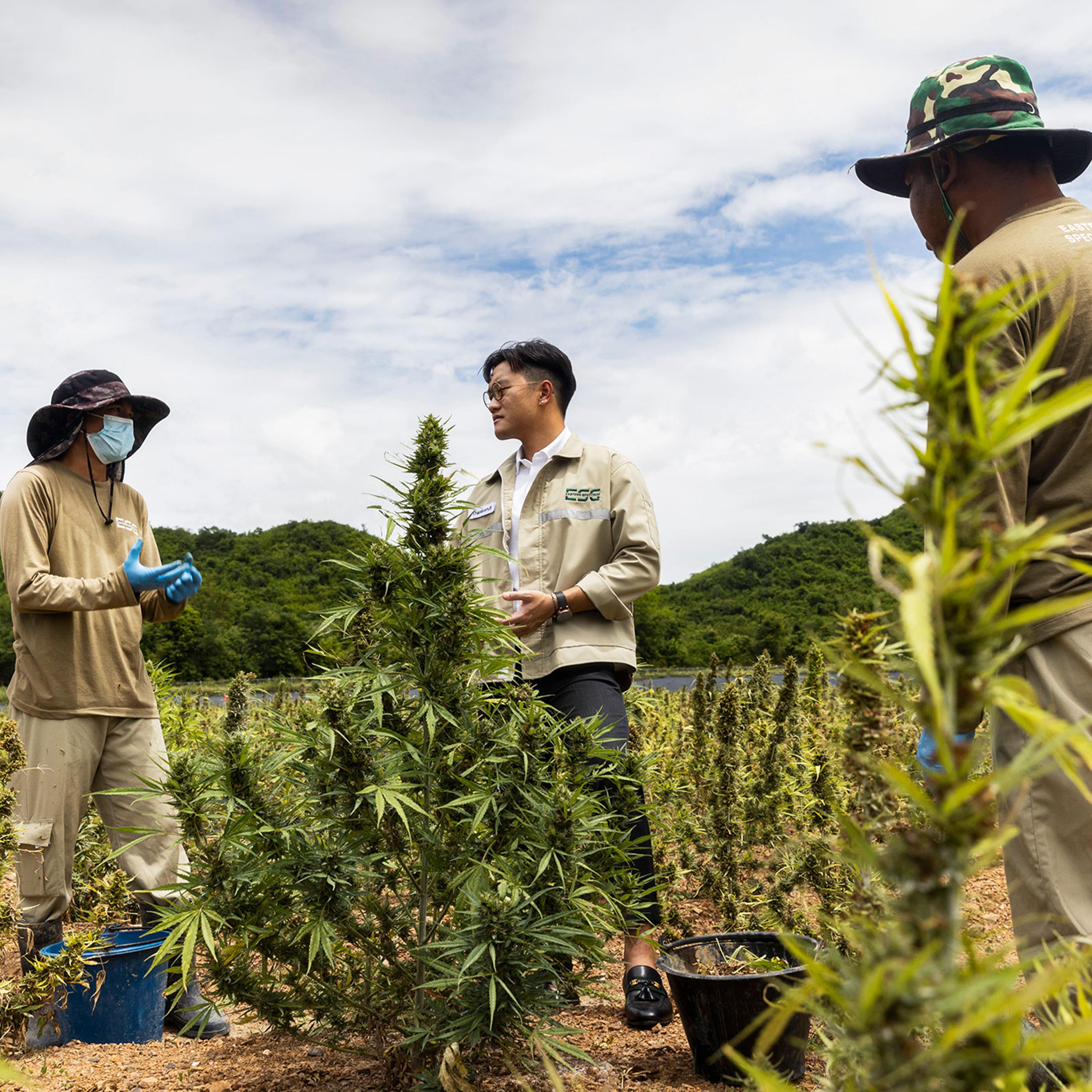 Thailand Legal Weed