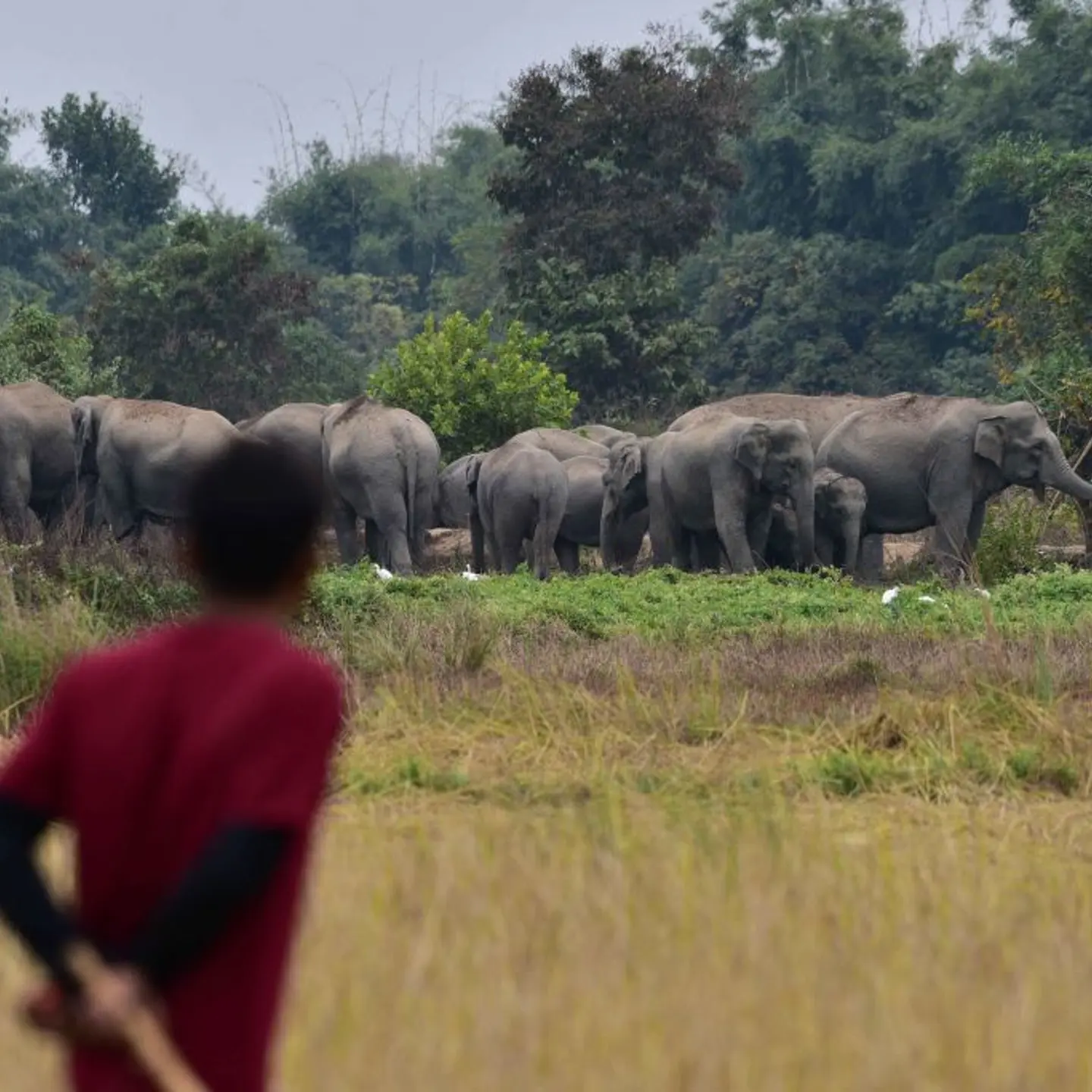 India Wildlife