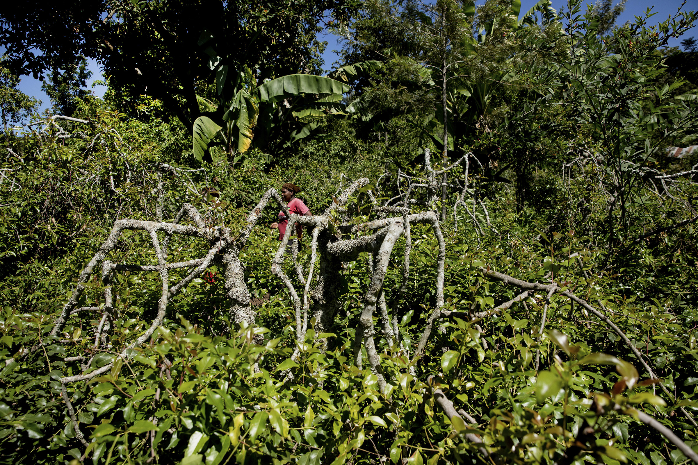 Khat farm