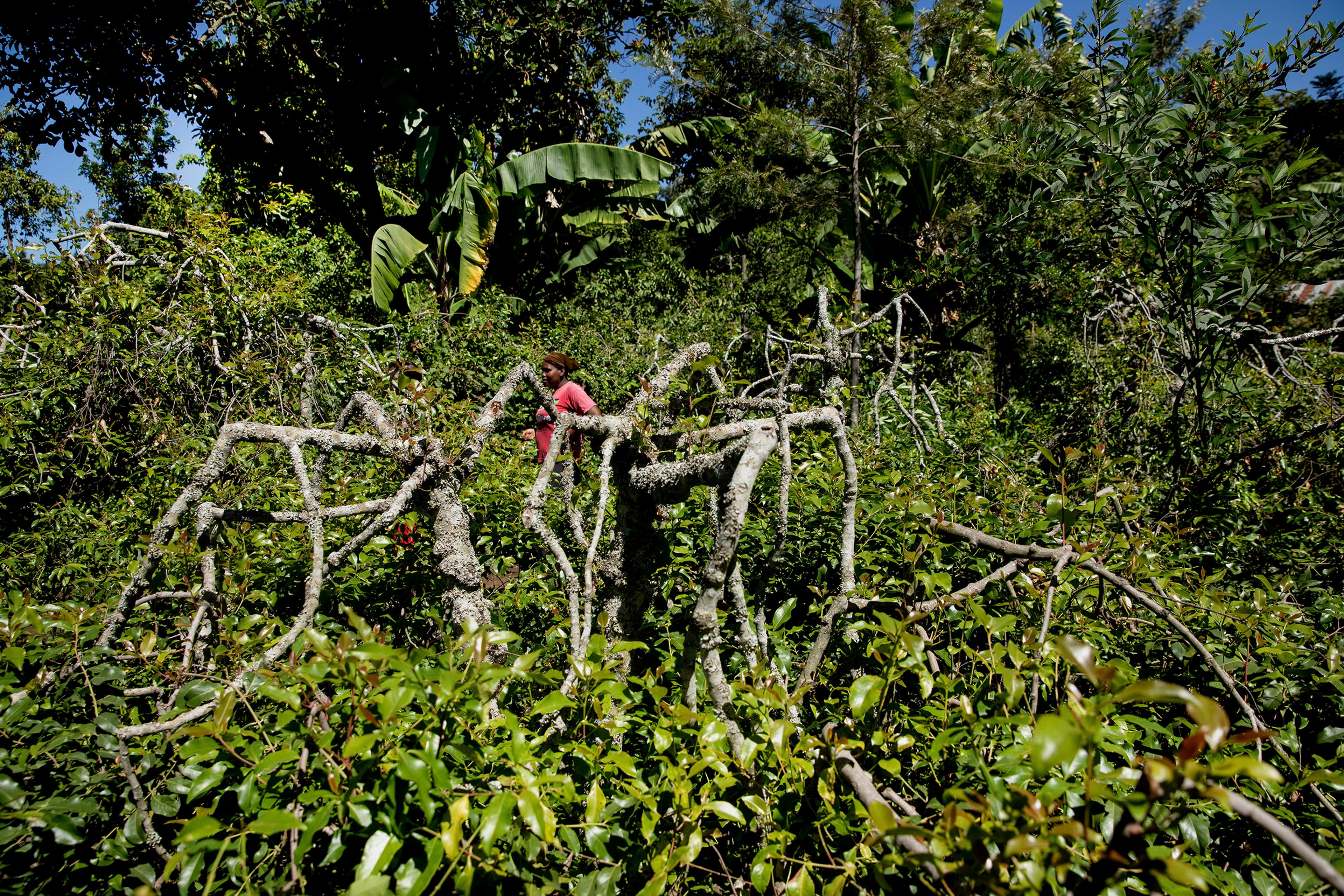 Khat farm