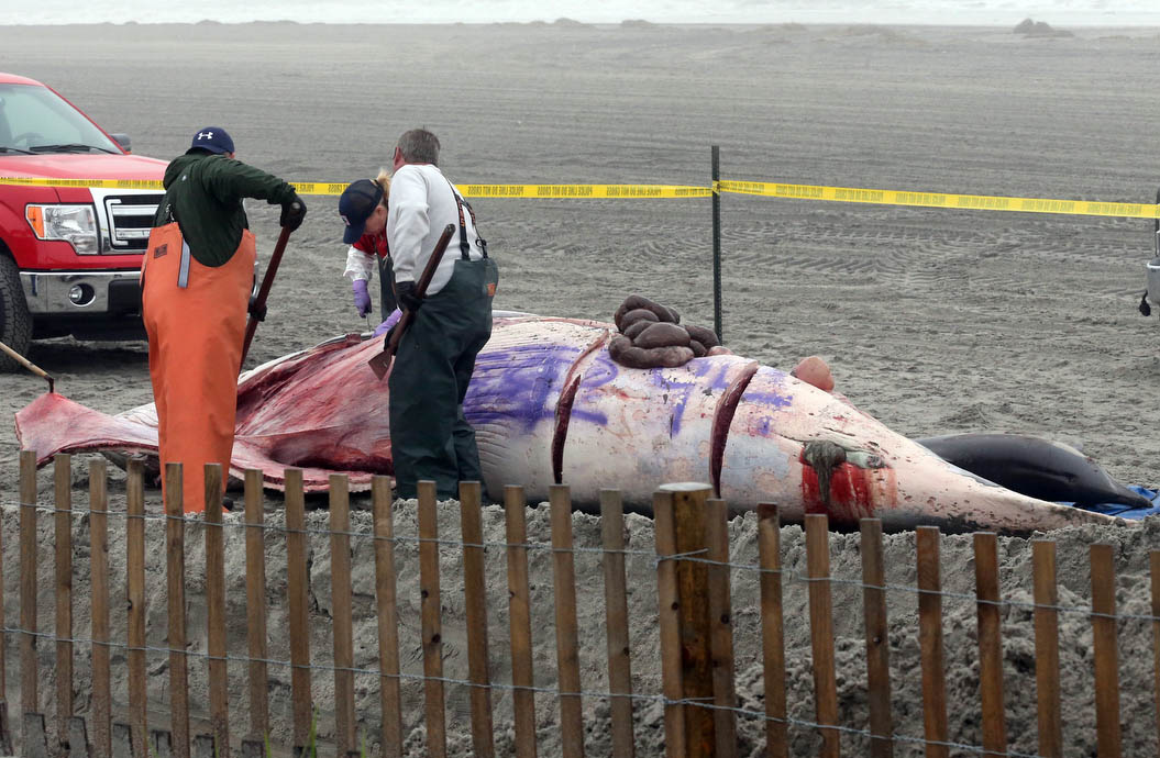 Atlantic City Whale
