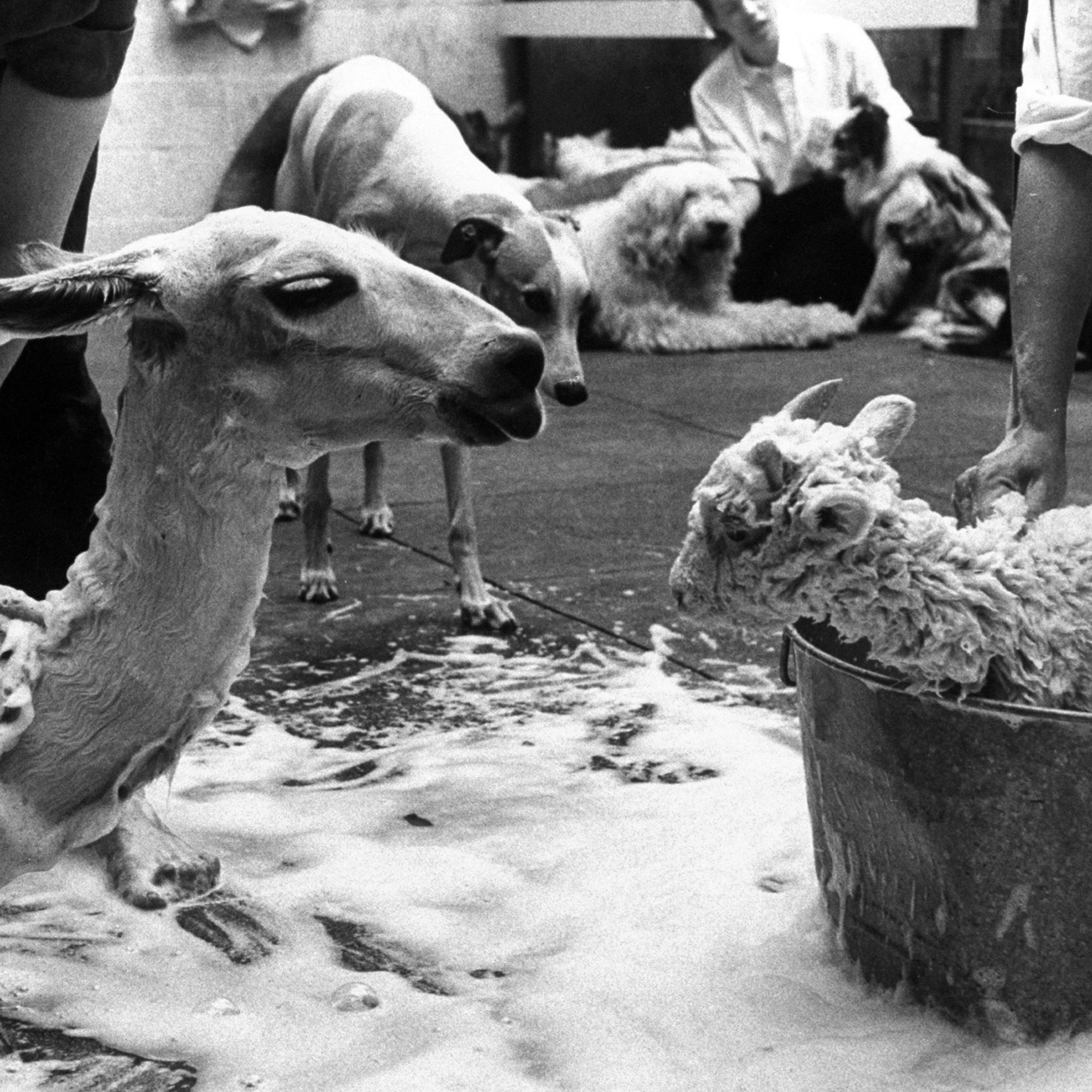 Kangaroo and Llama Party 1959