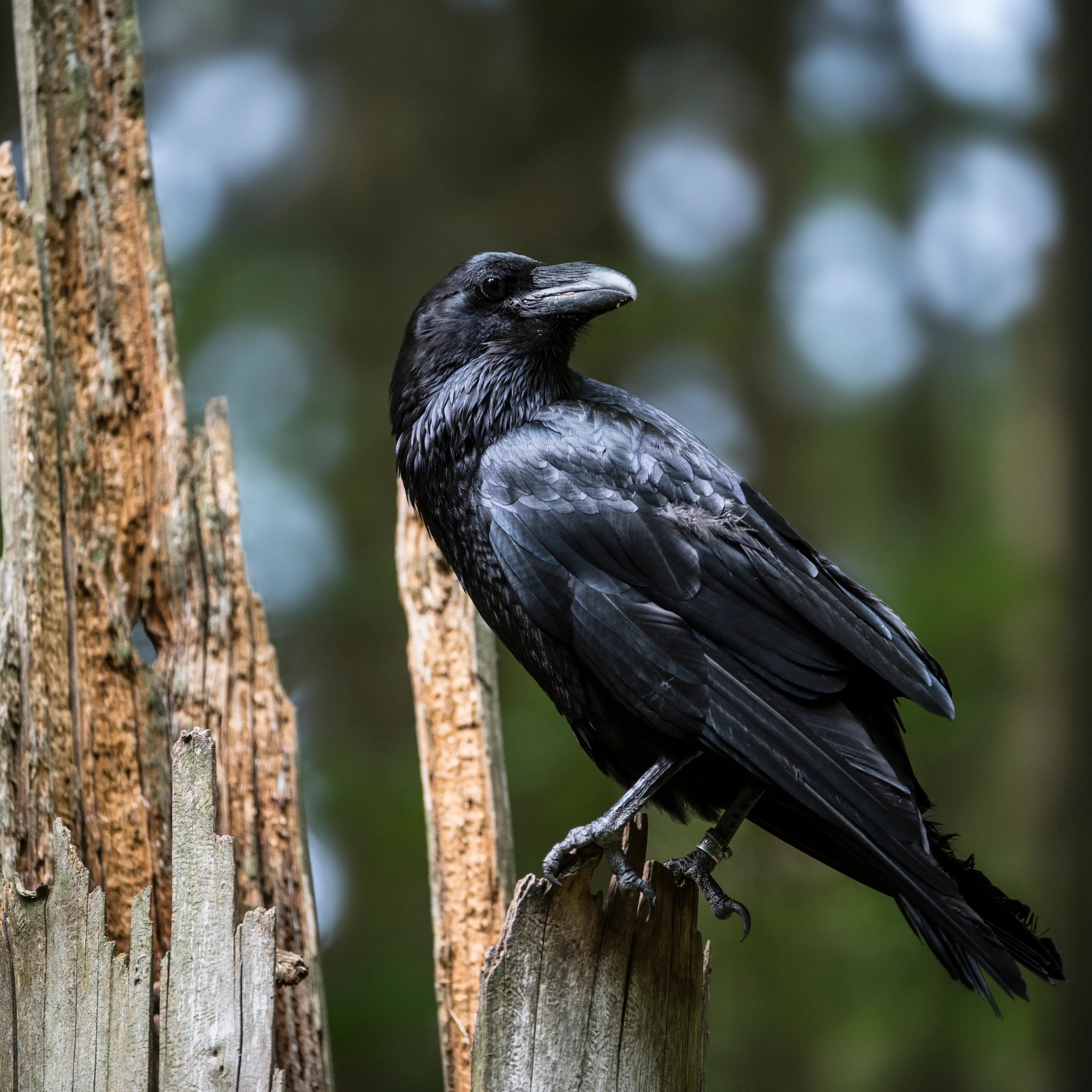 Making plans: The common raven has uncommon skills