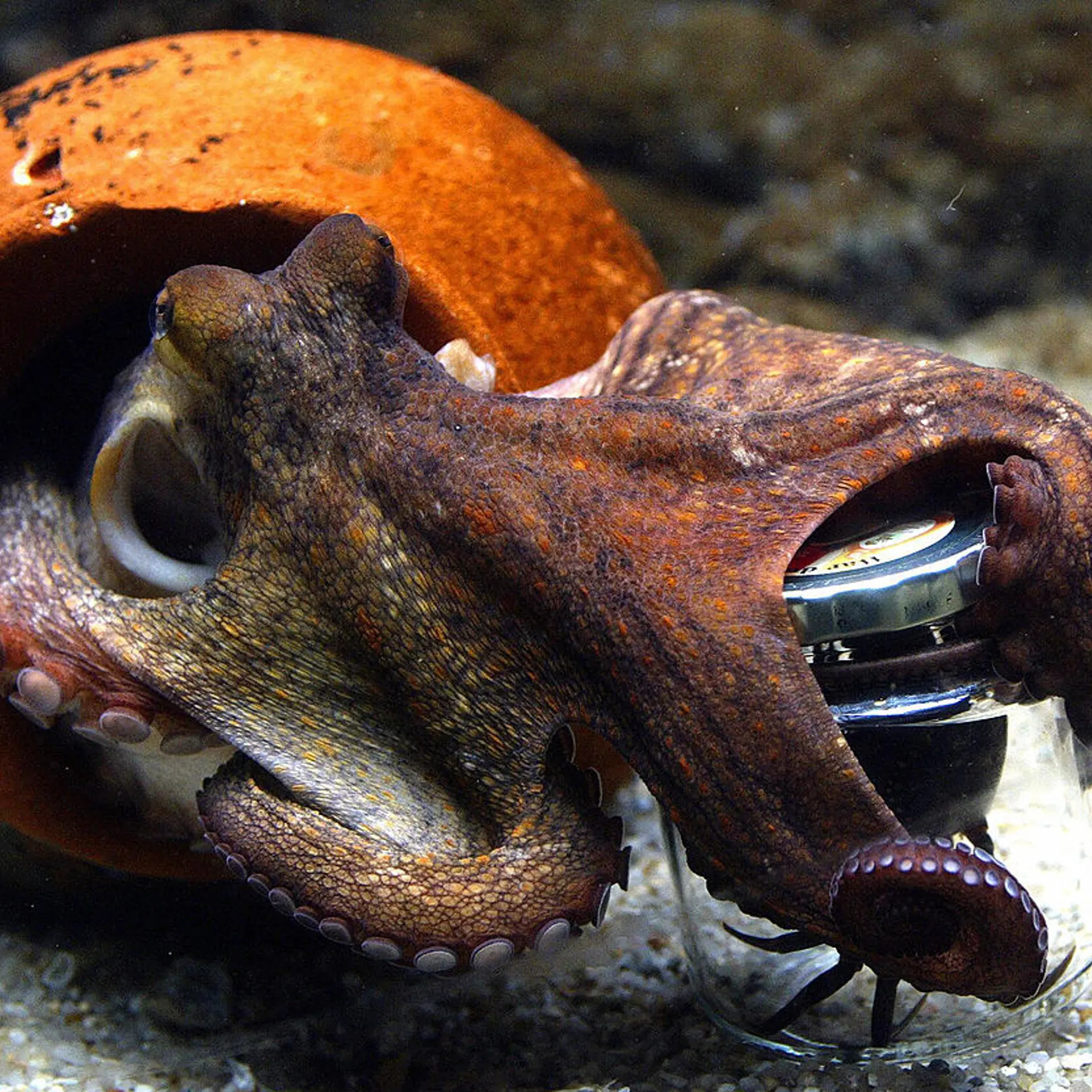 A two-month-old octopus (Octupus Vulagar