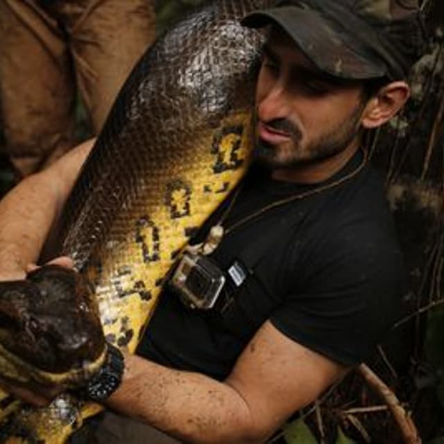 Eaten Alive Rosolie Snake