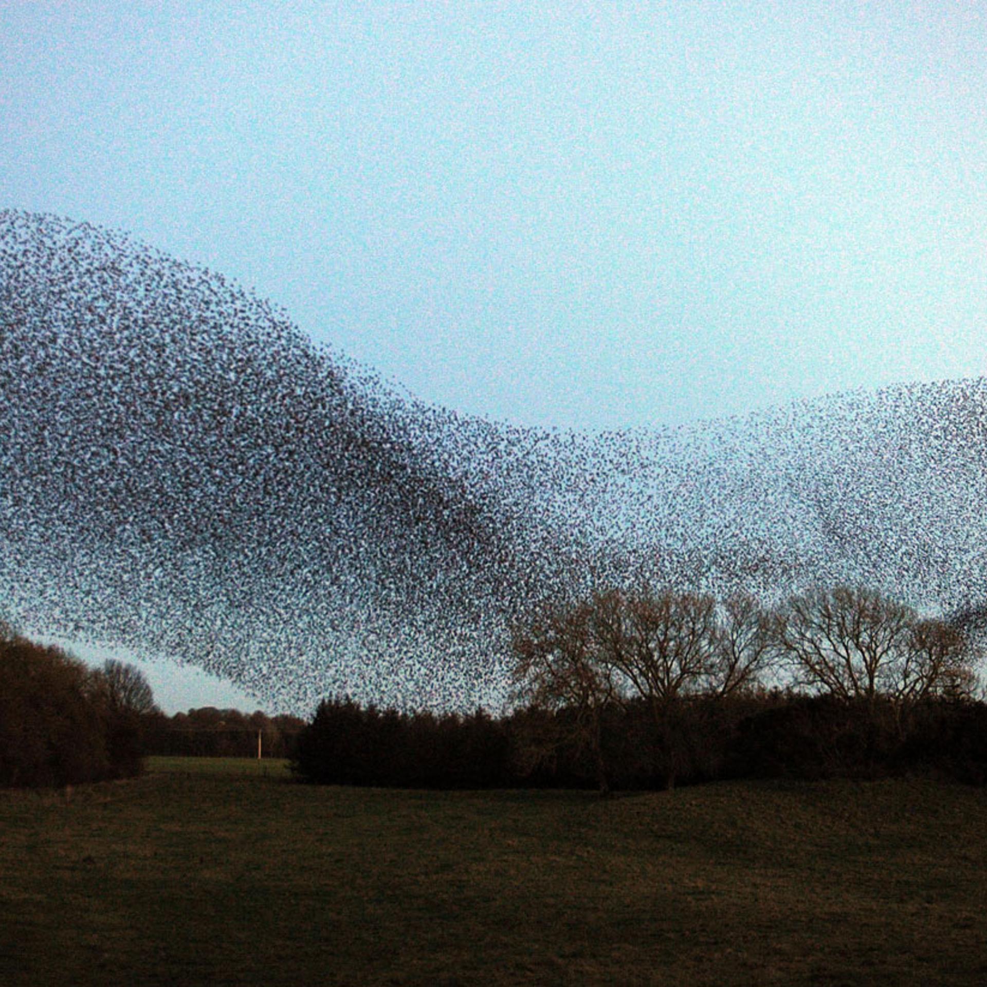 The following images in this gallery are of a murmuration of starlings arriving at Gretna in the Scottish Borders on November 1, 2011.