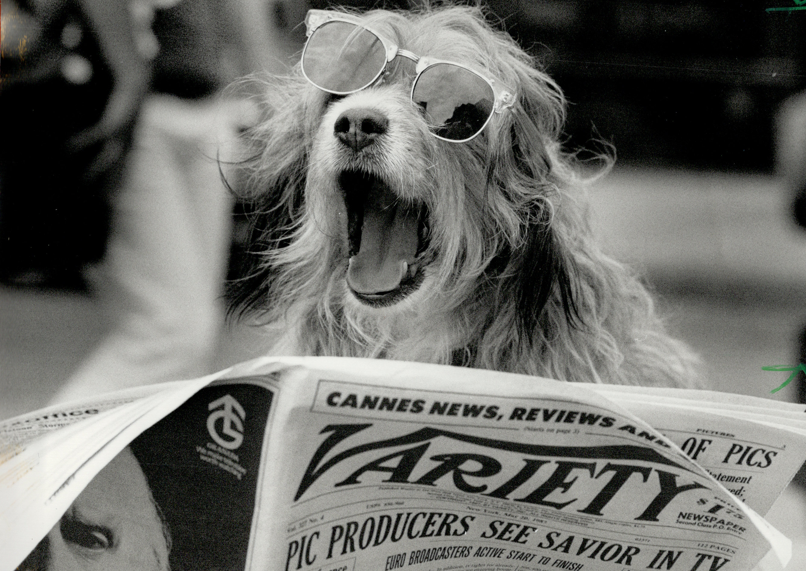 Most Famous Dogs - Benji