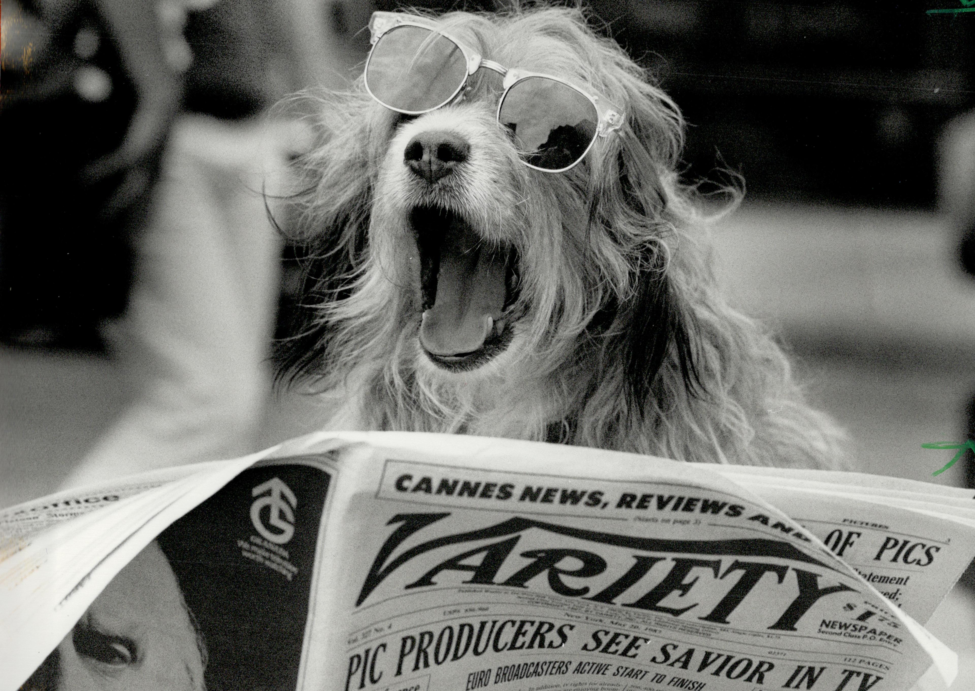 Most Famous Dogs - Benji