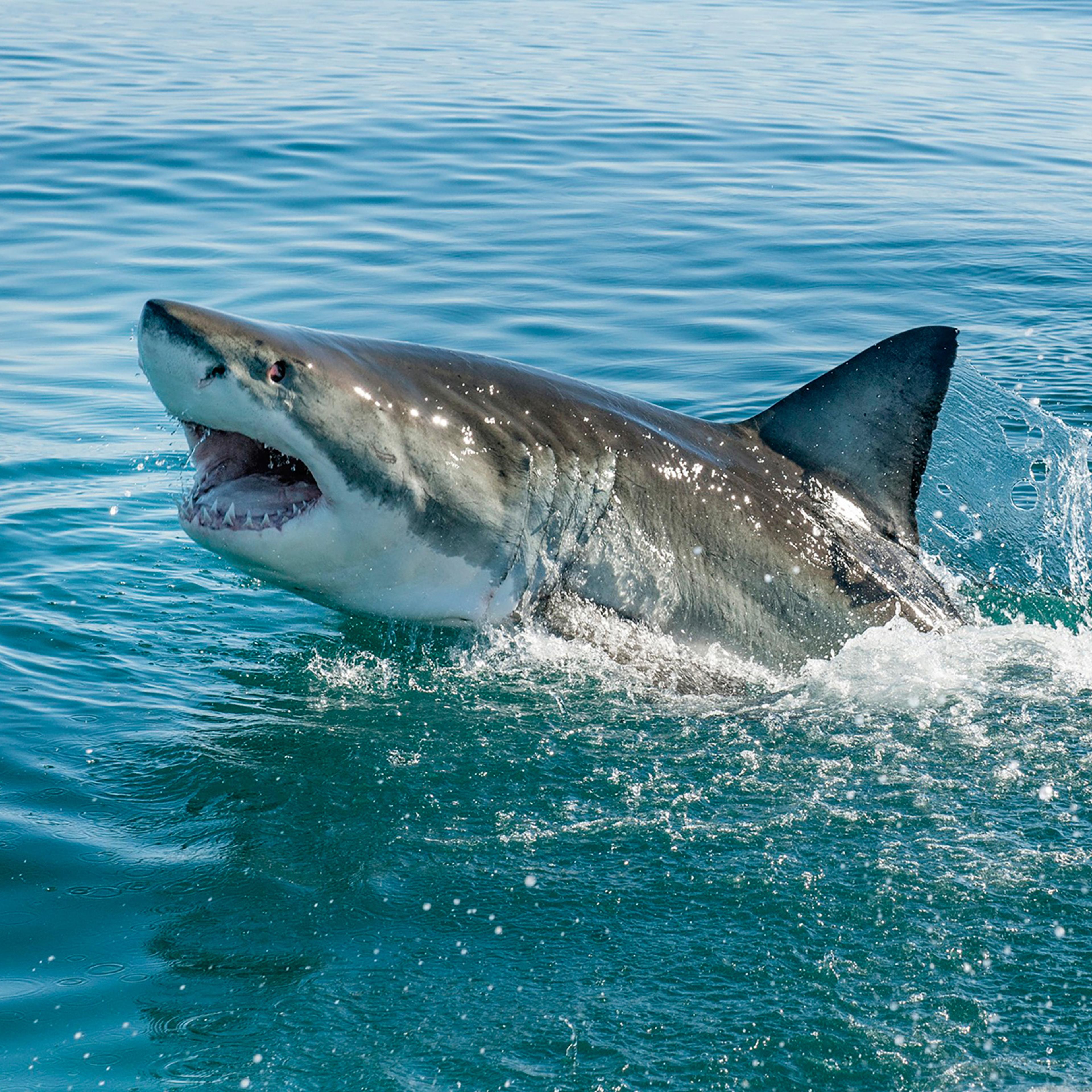 Shark Attack in U.S. Waters