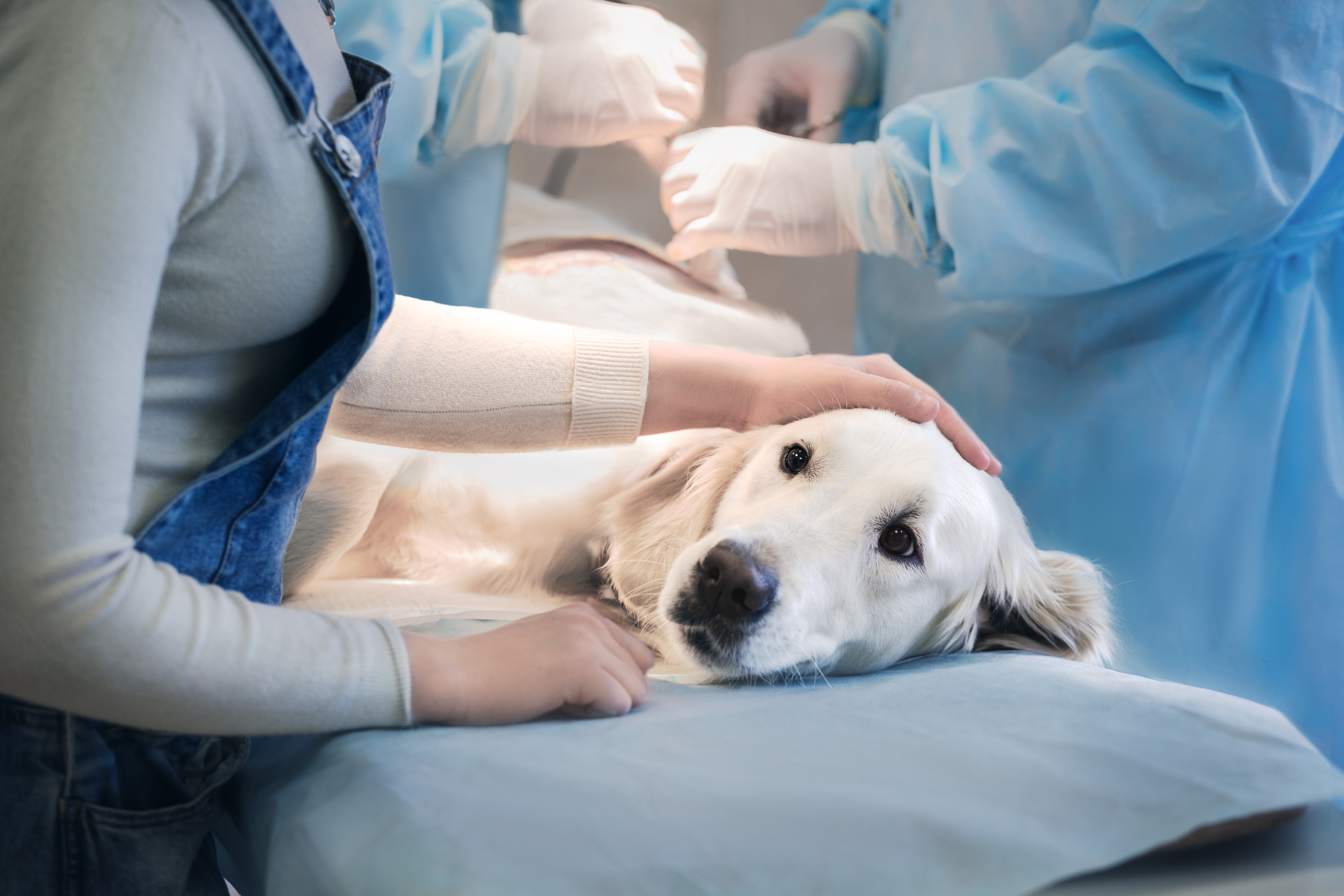 veterinarian