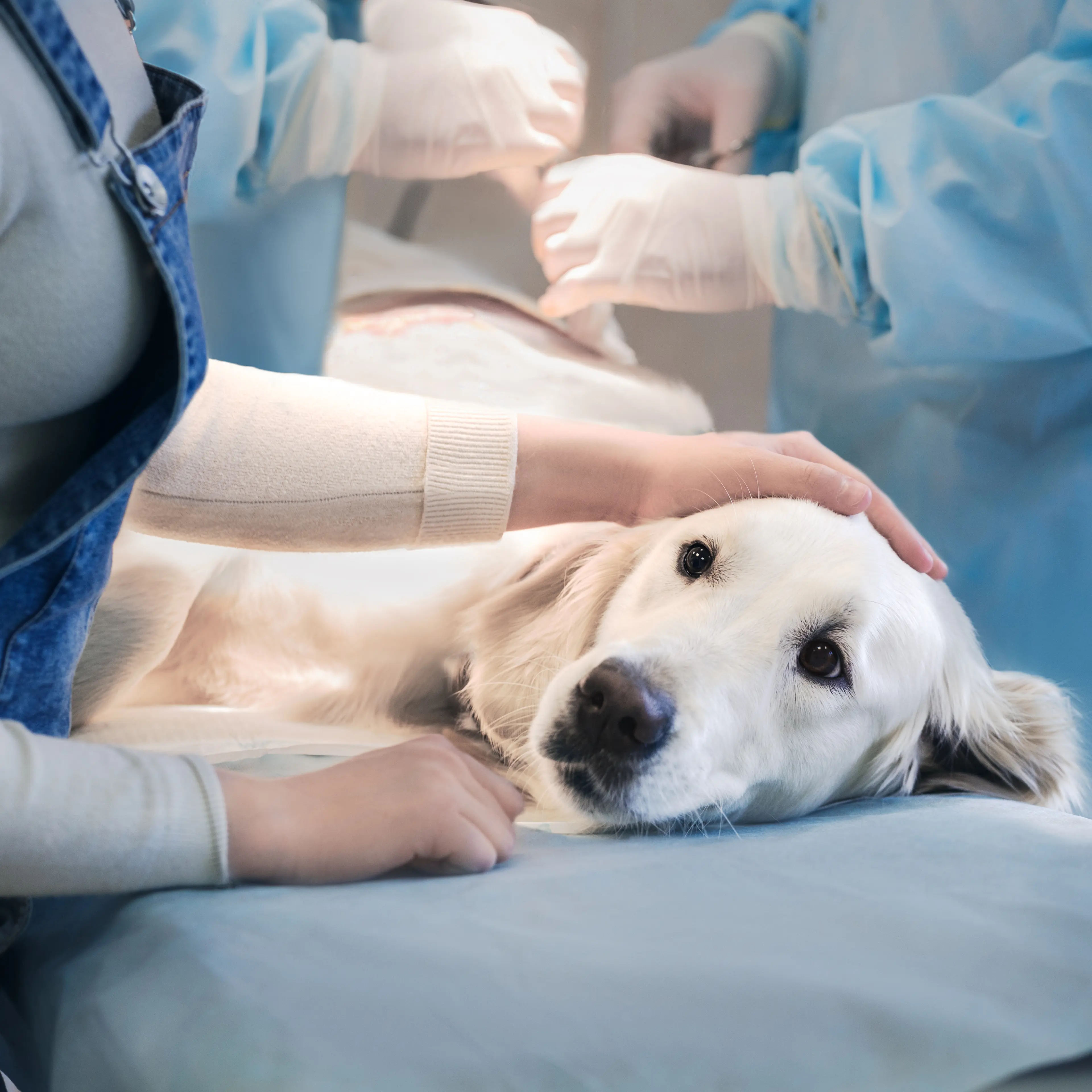 veterinarian