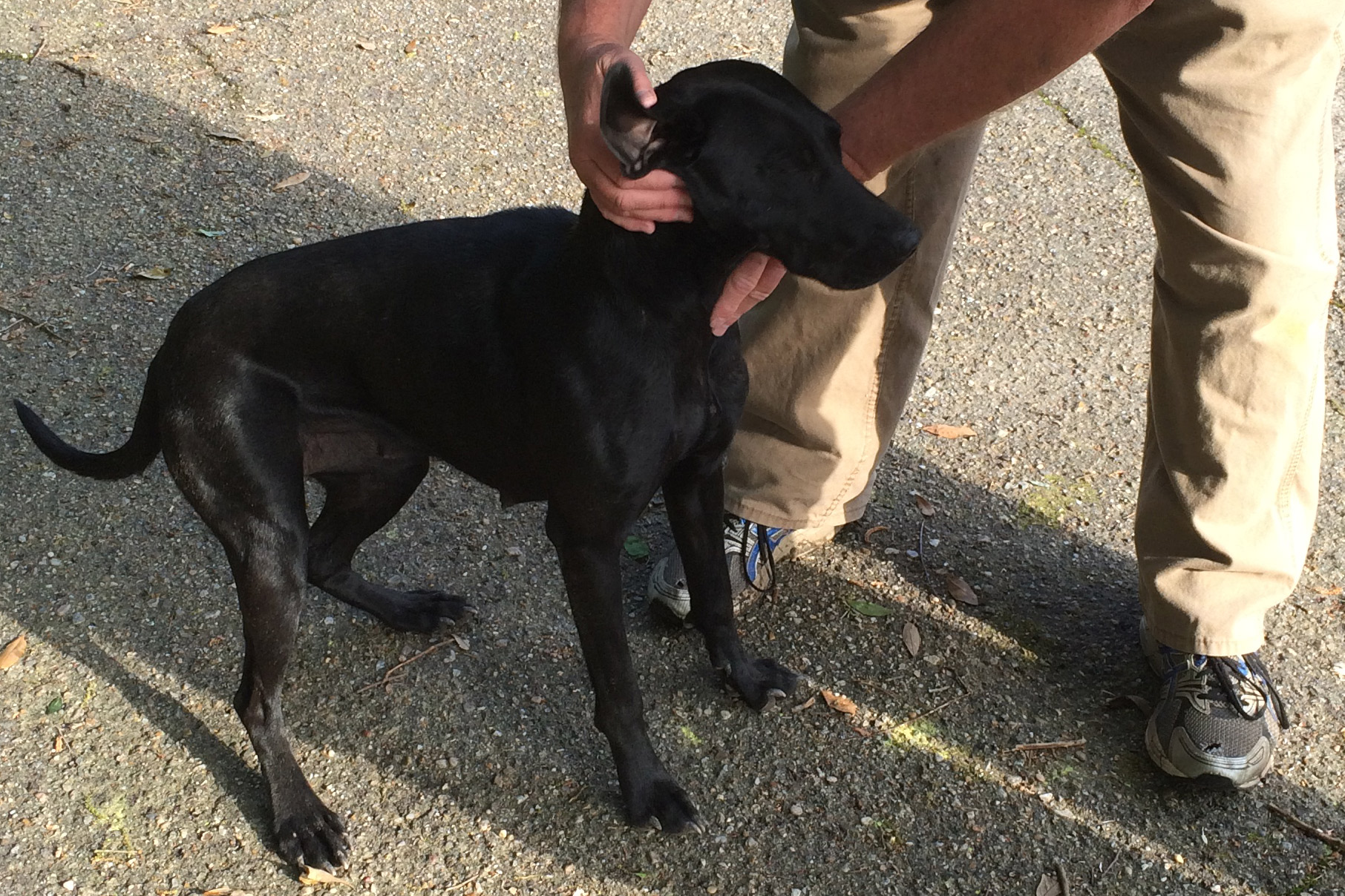 Good dog? Bad dog? Miley, the canine that found a pound of cannabis.