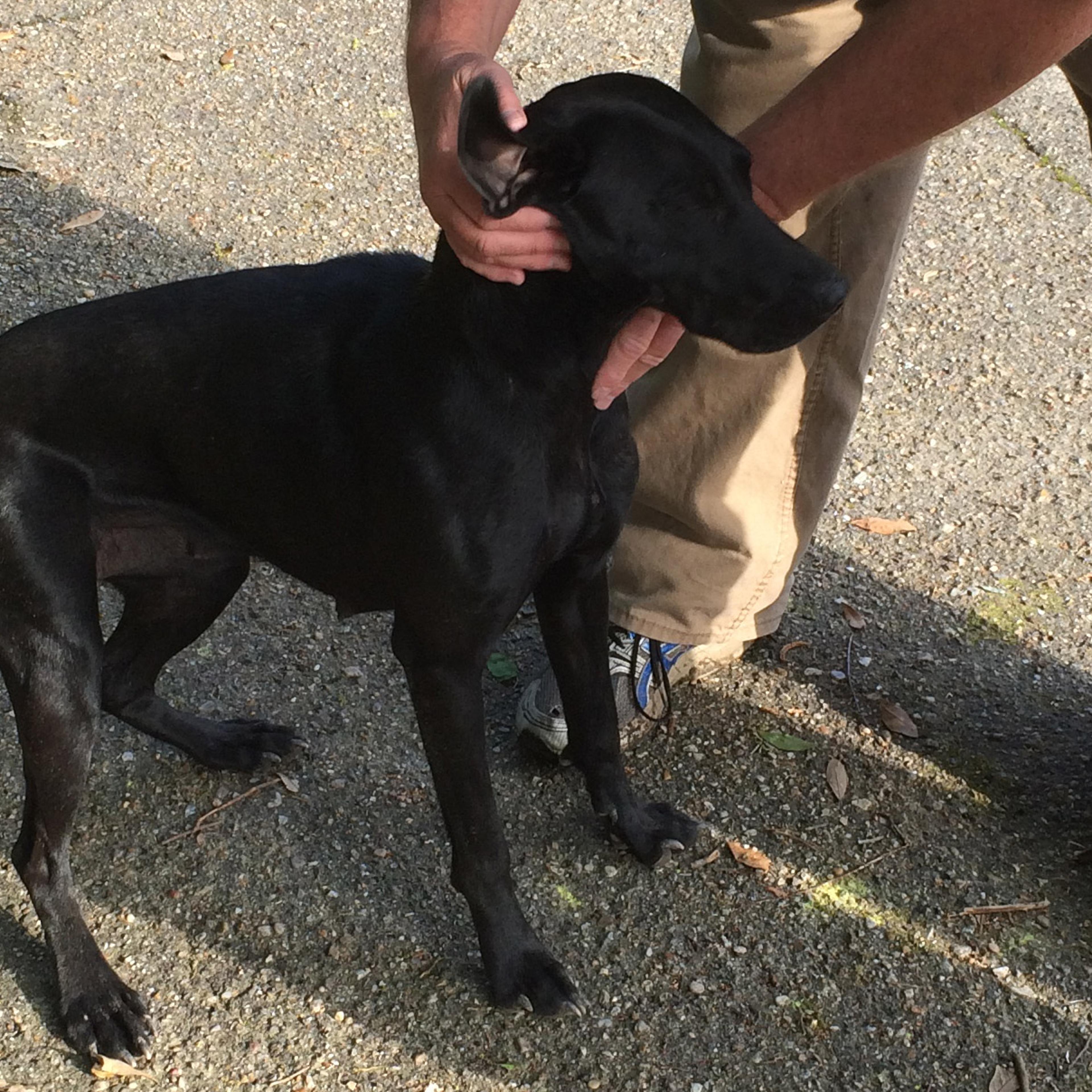 Good dog? Bad dog? Miley, the canine that found a pound of cannabis.