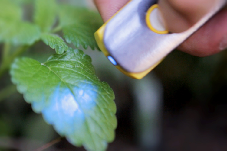 The handheld Scio scanner can detect the molecular makeup of certain objects