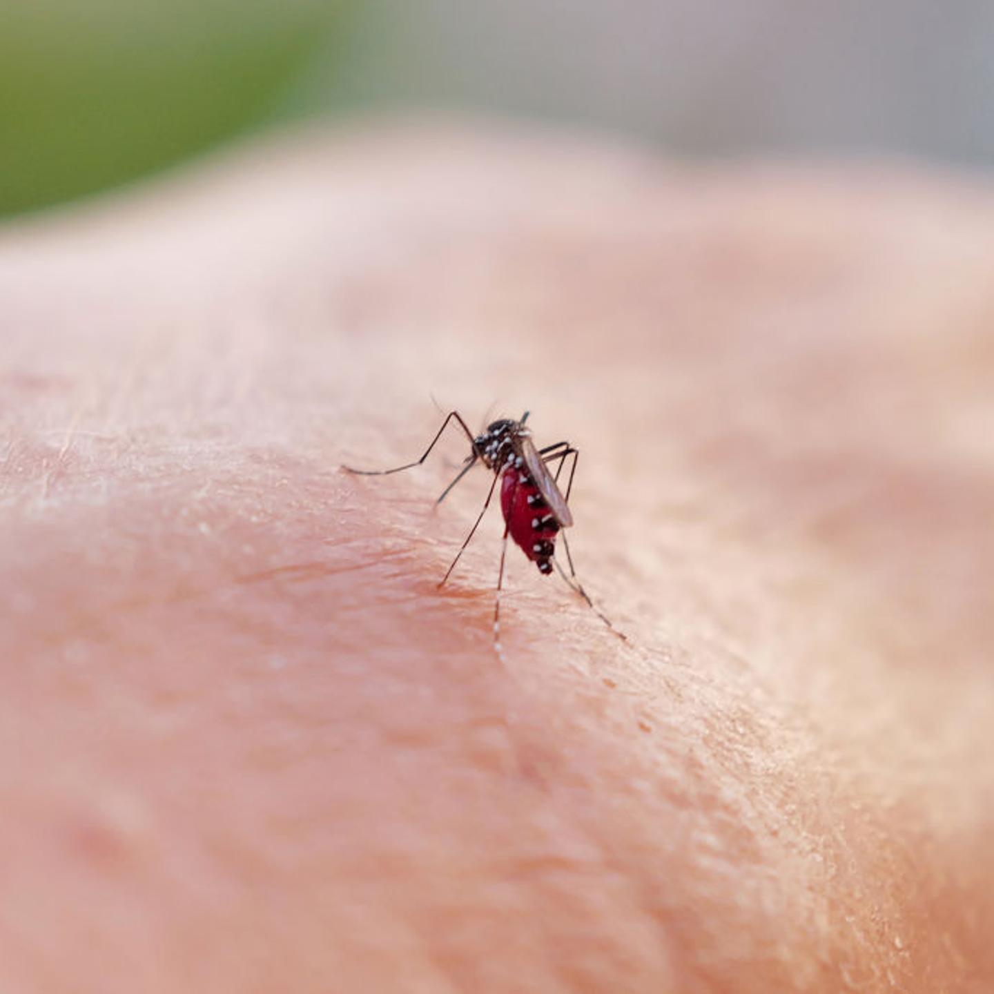 FRANCE-ENVIRONMENT-NATURE-MOSQUITO
