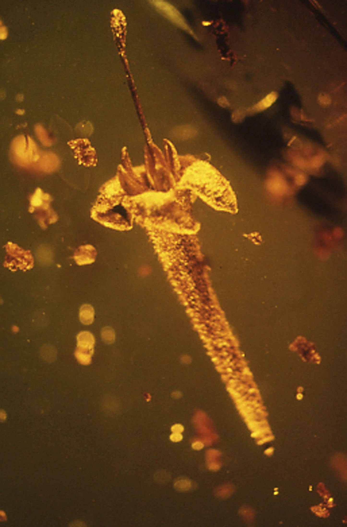 Handout of the flower Strychnos electri encased in amber