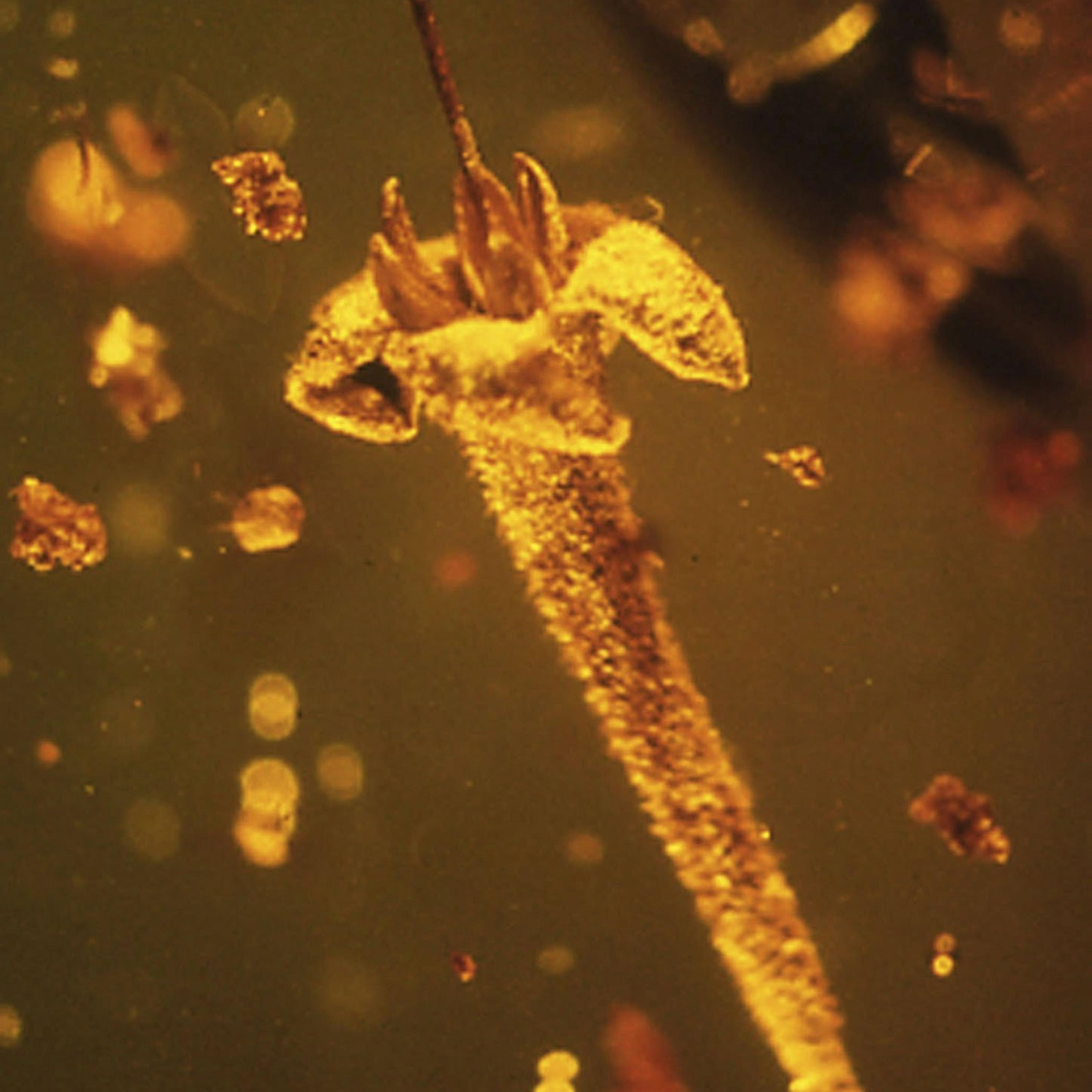Handout of the flower Strychnos electri encased in amber