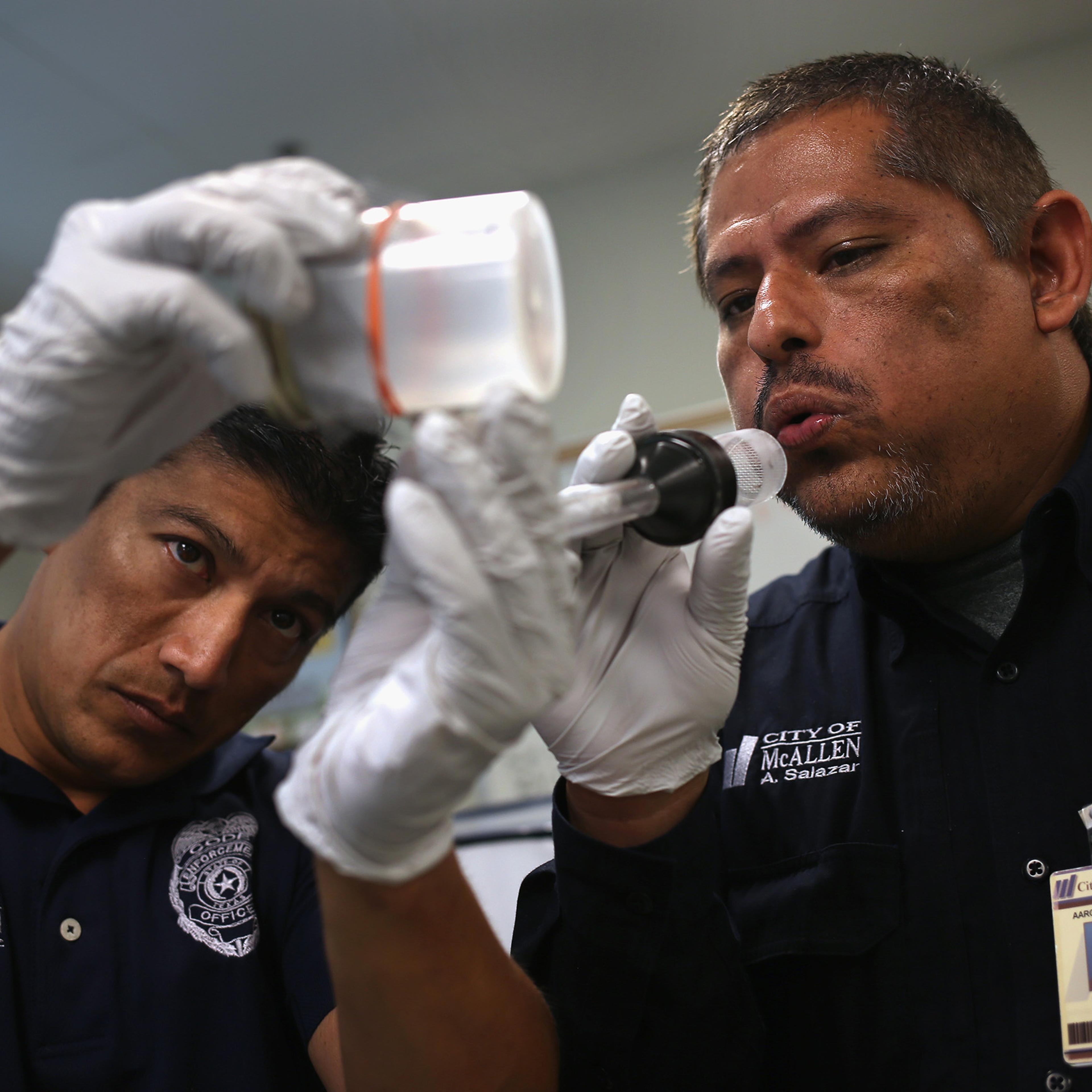 City environmental health specialists Gerardo Valdez (L), and Aaron Salazar transfer live mosquitos caught for testing in McAllen, Texas, on April 14, 2016.
