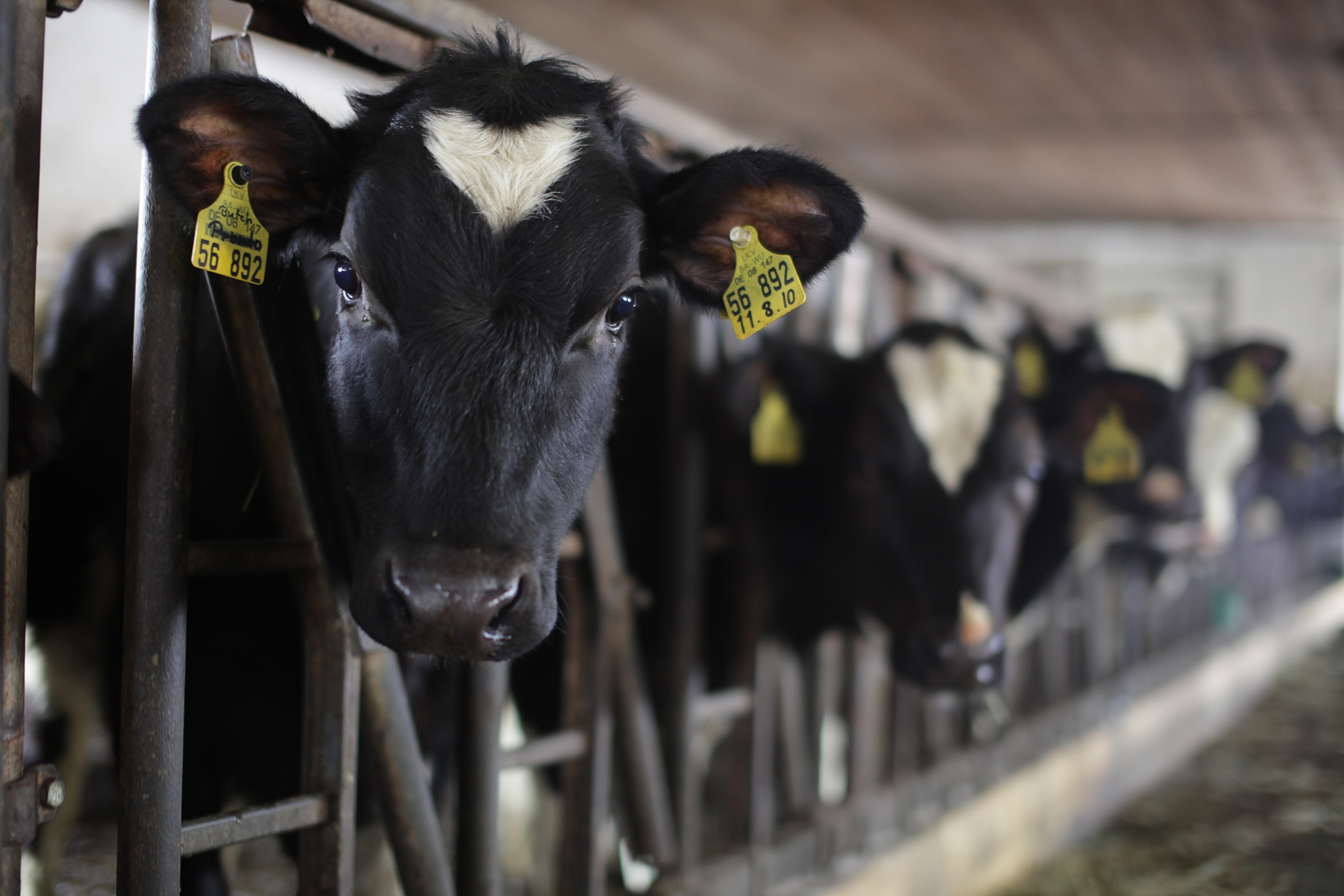 Cow in shed