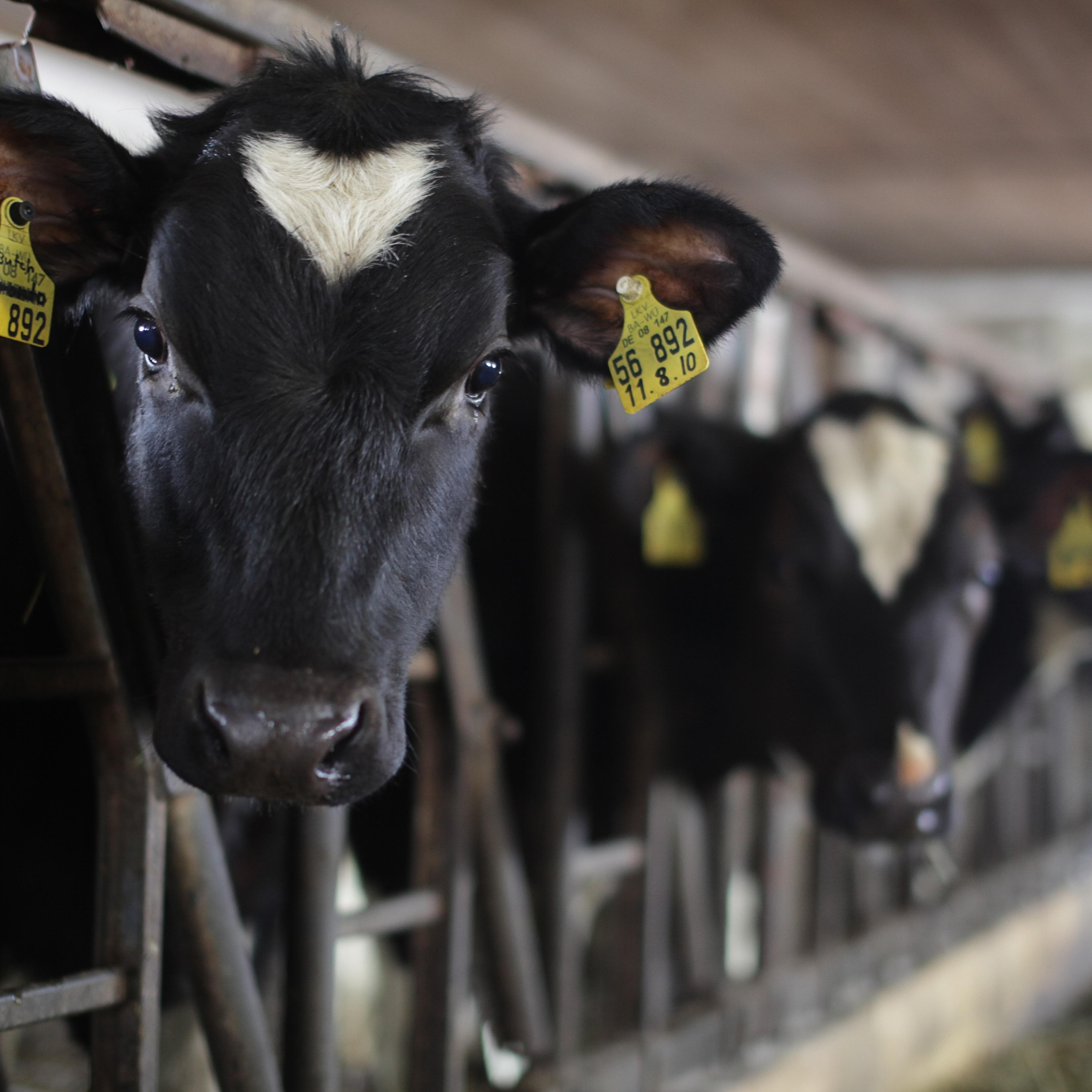Cow in shed