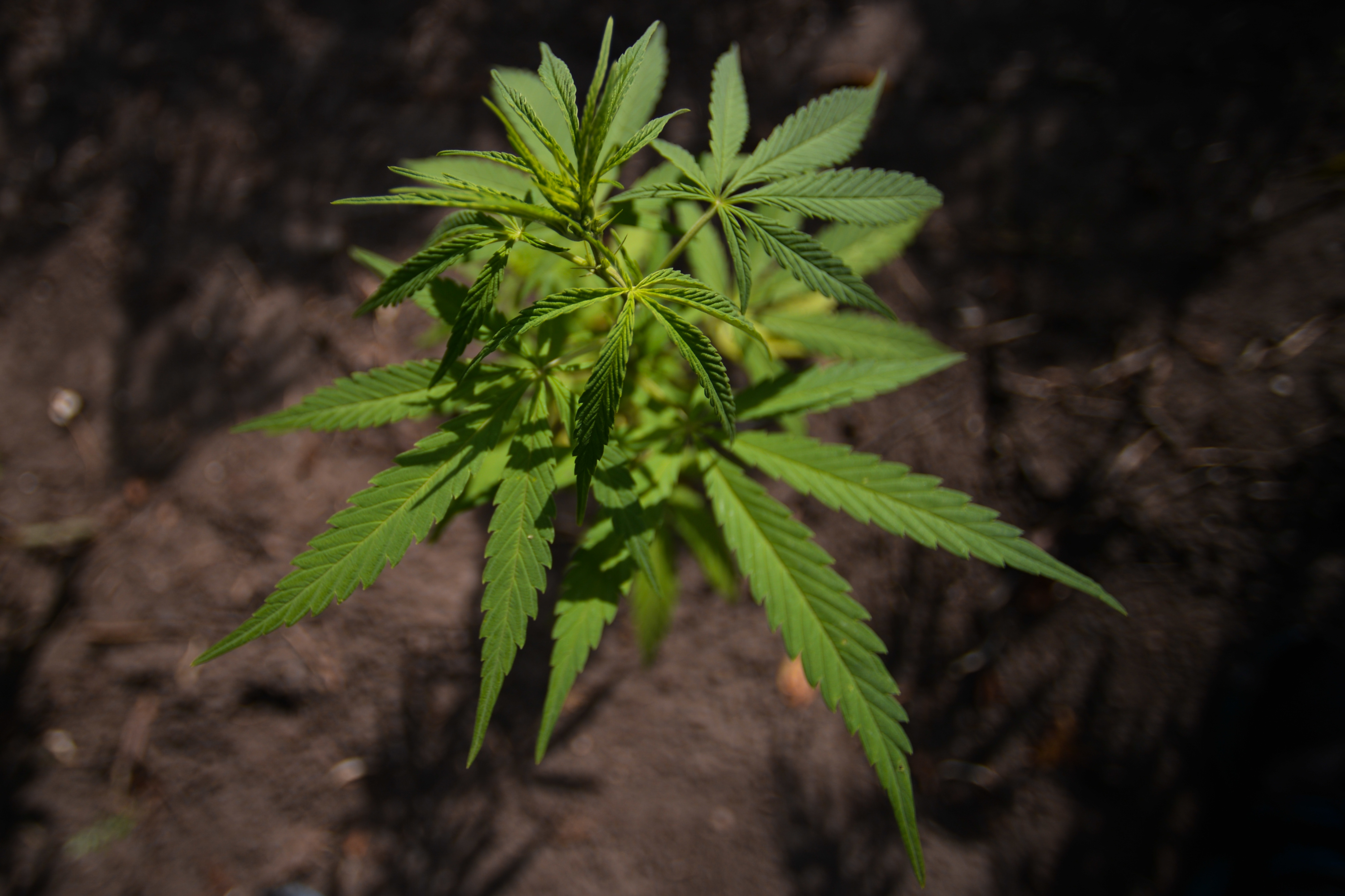 Alberta Could Become Canadas Cannabis Leader