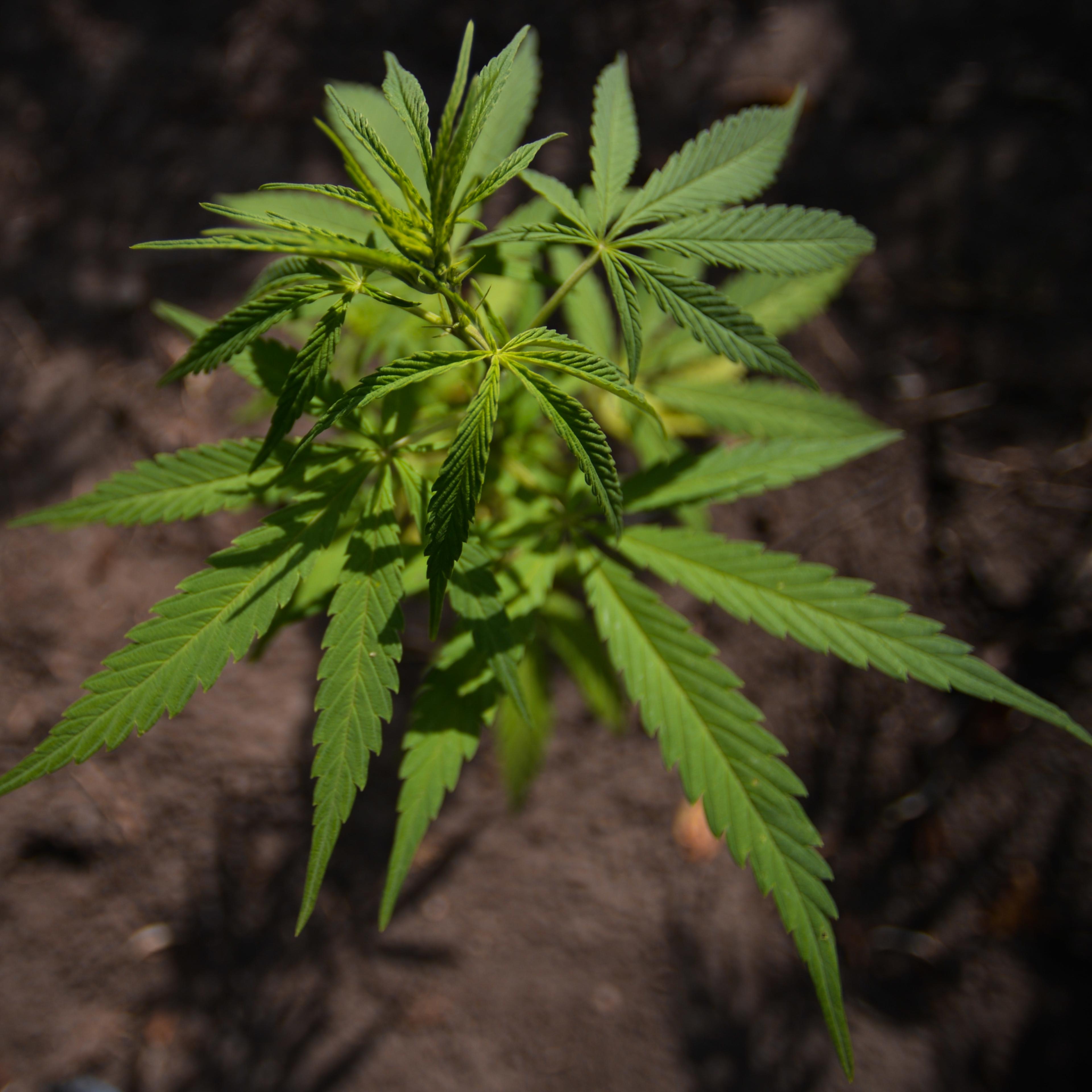 Alberta Could Become Canadas Cannabis Leader