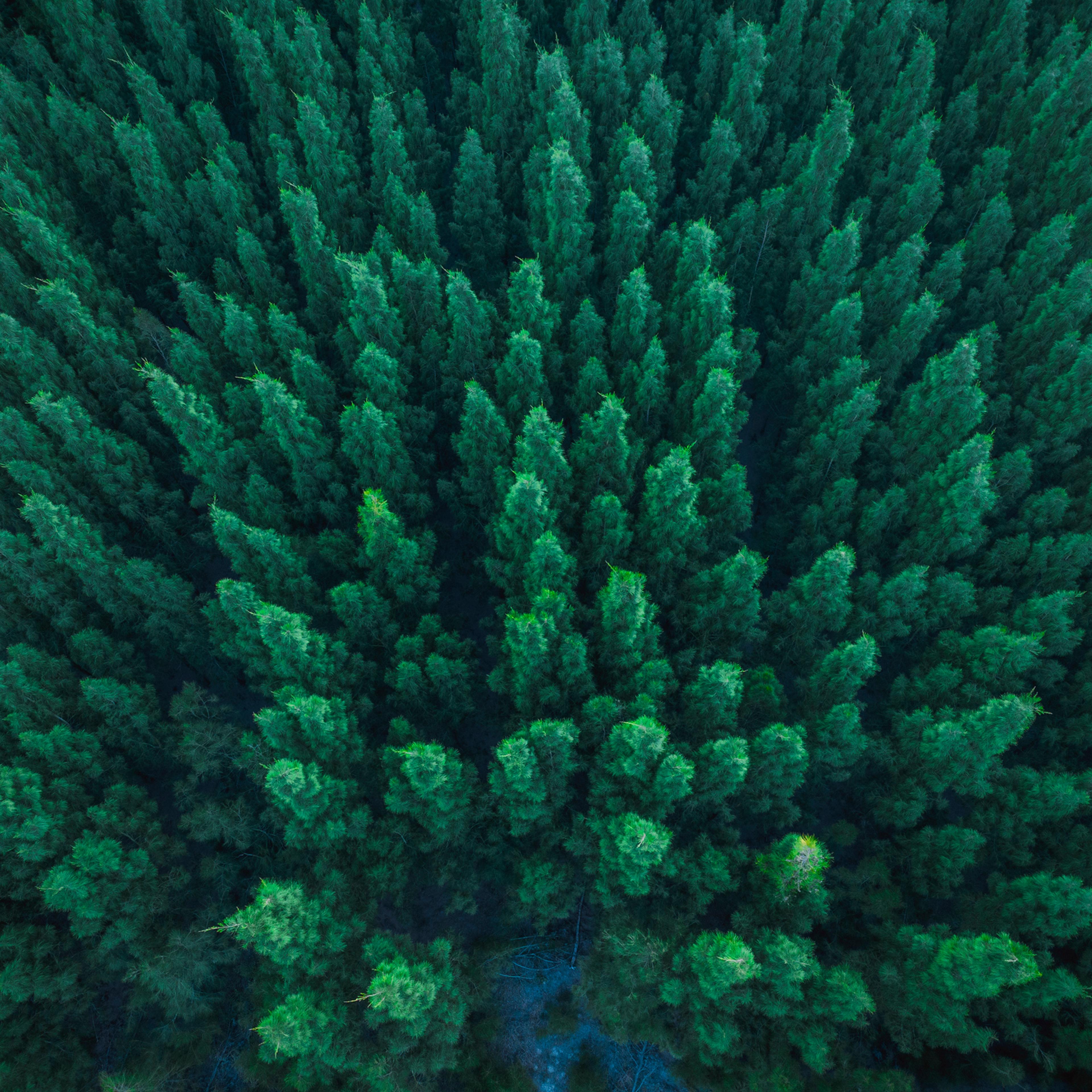 Nature Forest top view
