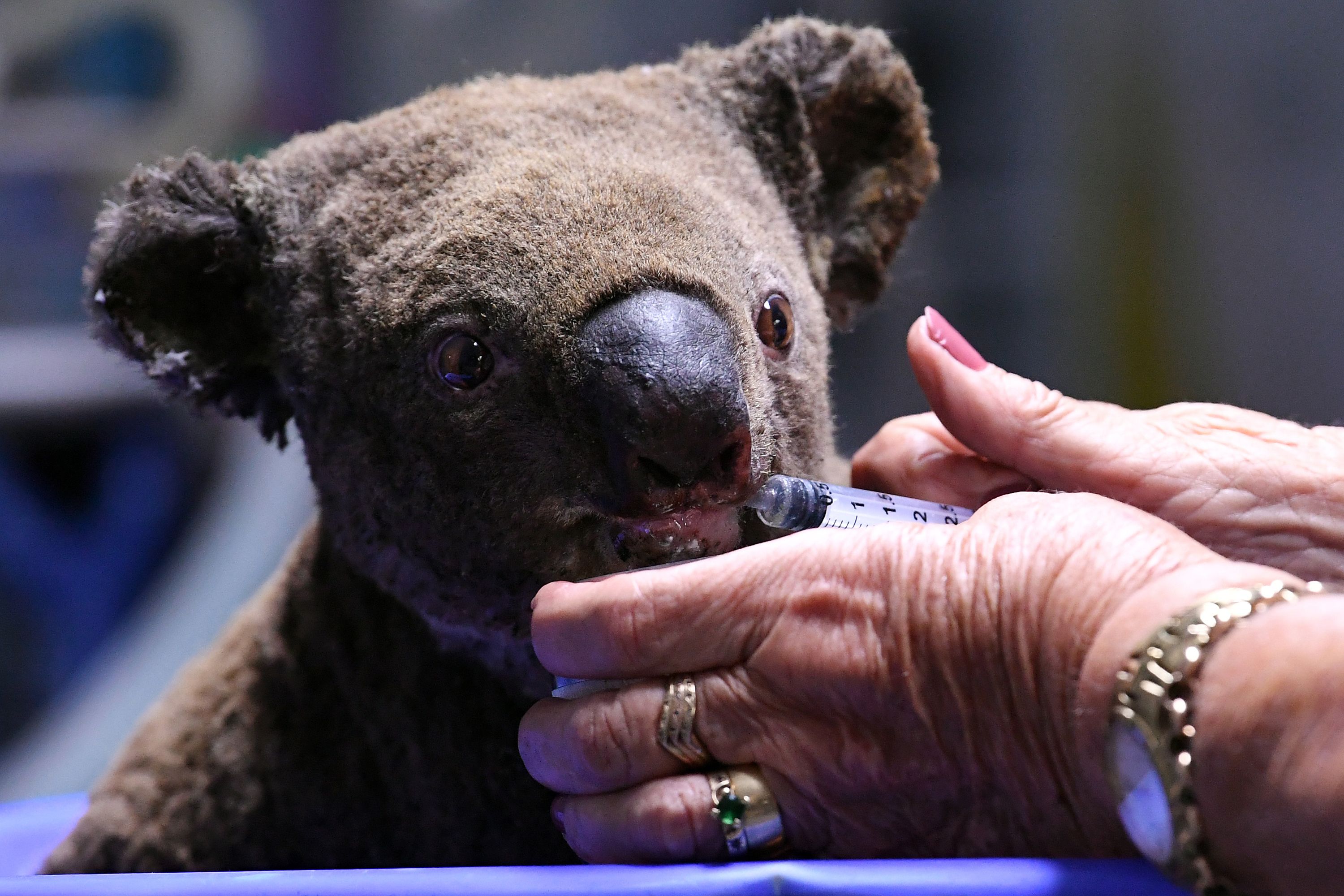 AUSTRALIA-KOALA-ANIMAL-FIRE